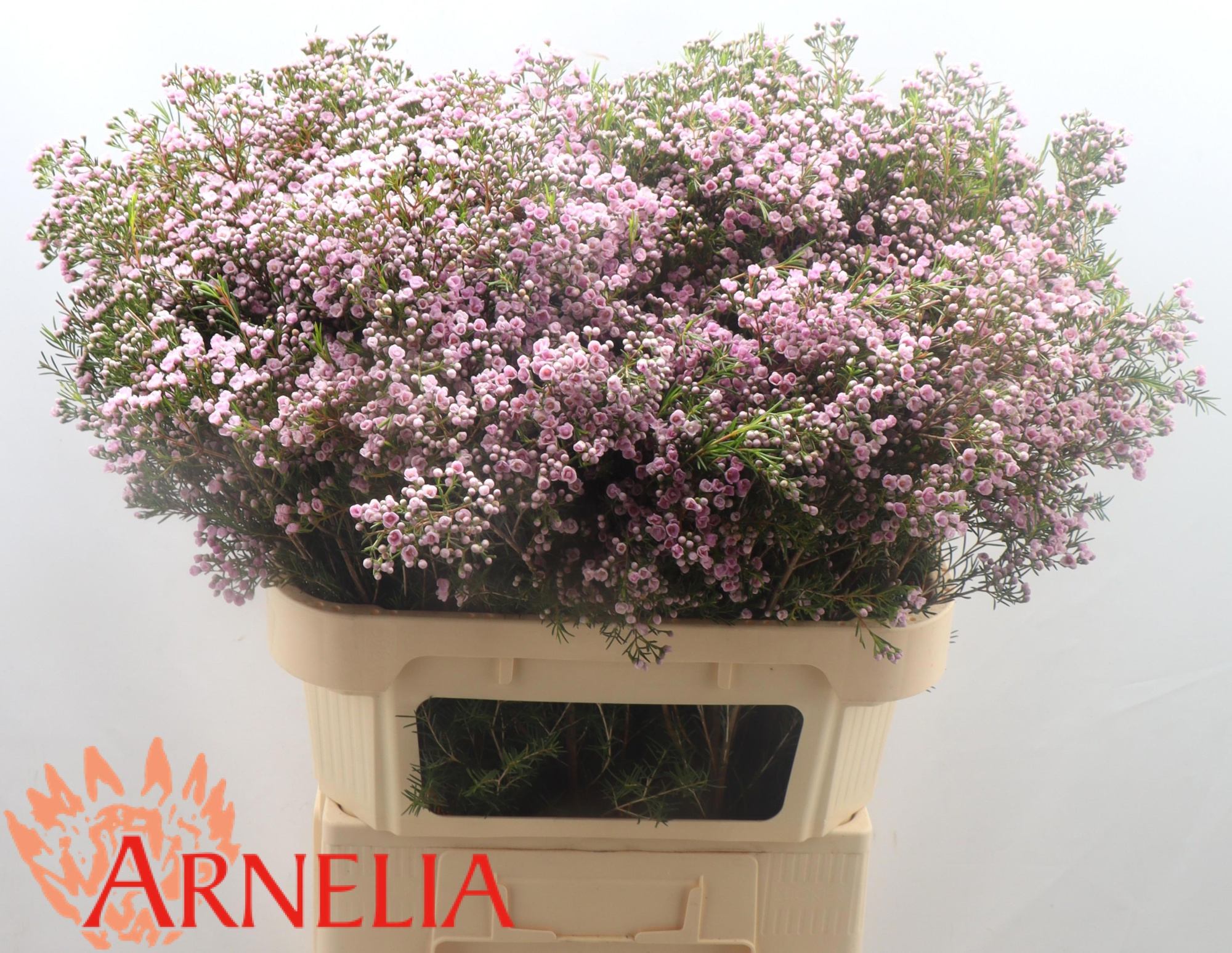 Шамелациум Пируэт 80, шт.