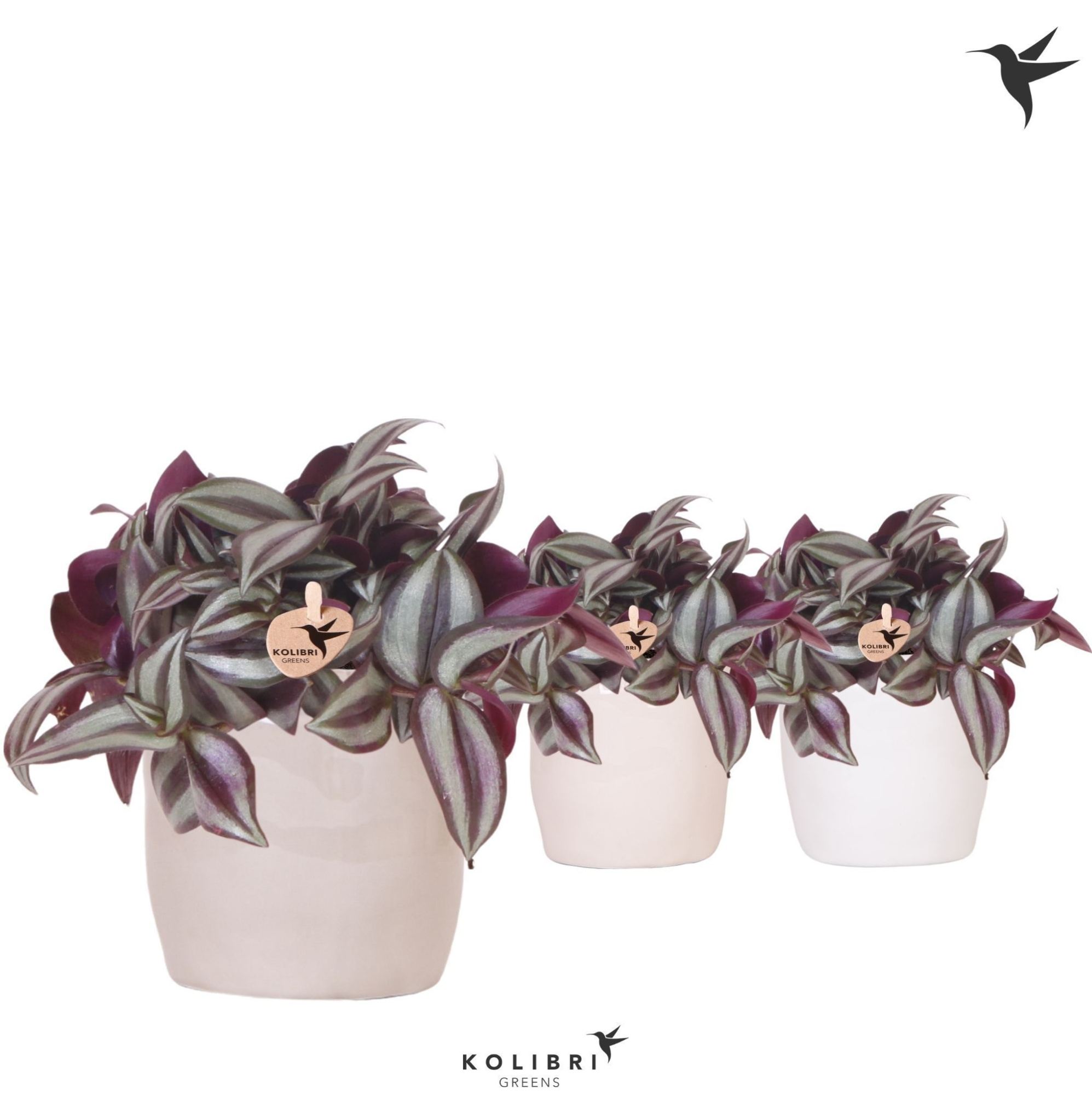 Kolibri Greens Tradescantia Zebrina in Stones pot mix, D 9 cm