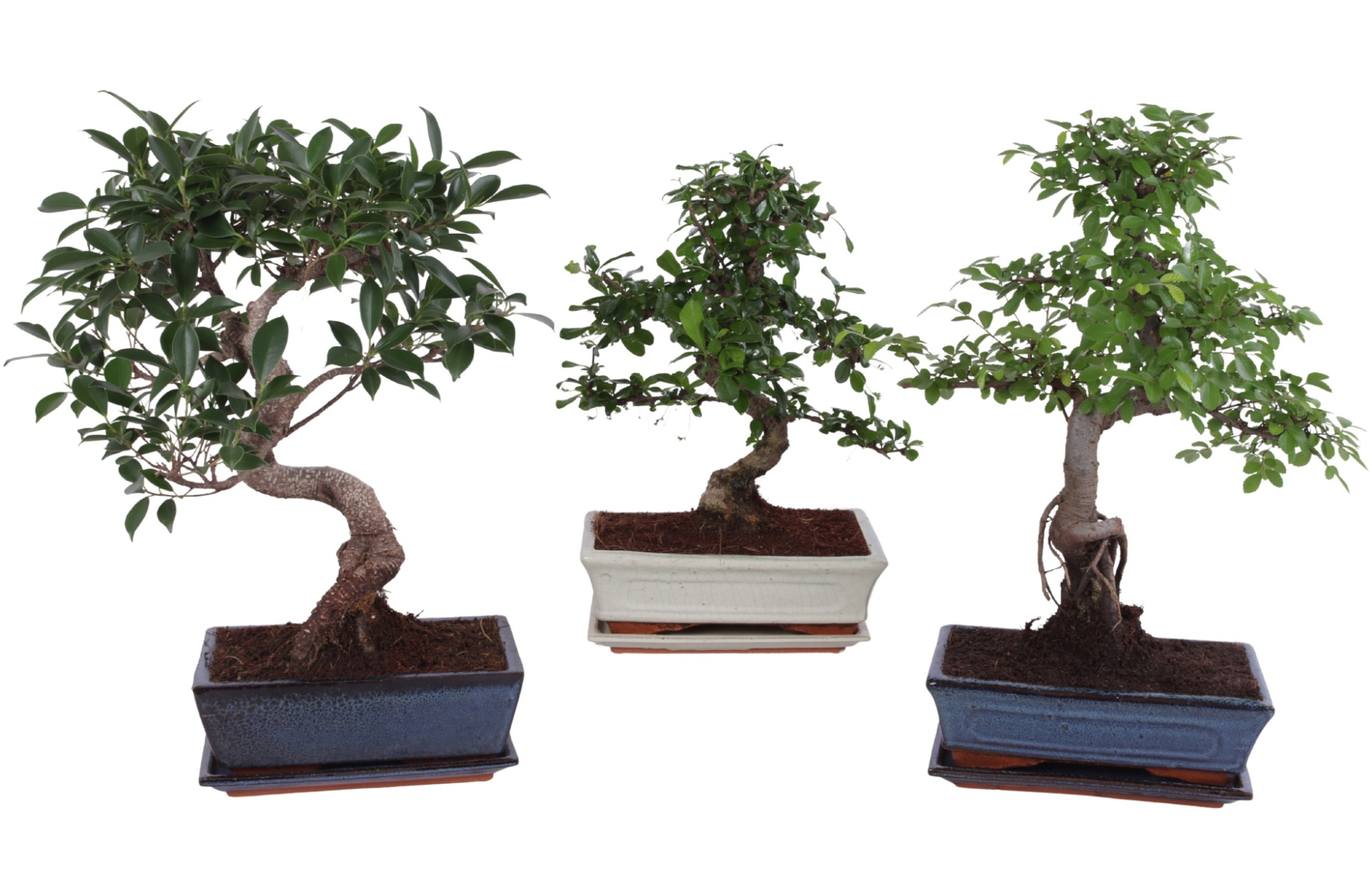 Bonsai Mixed in ø25cm Ceramic with Saucer, D 25