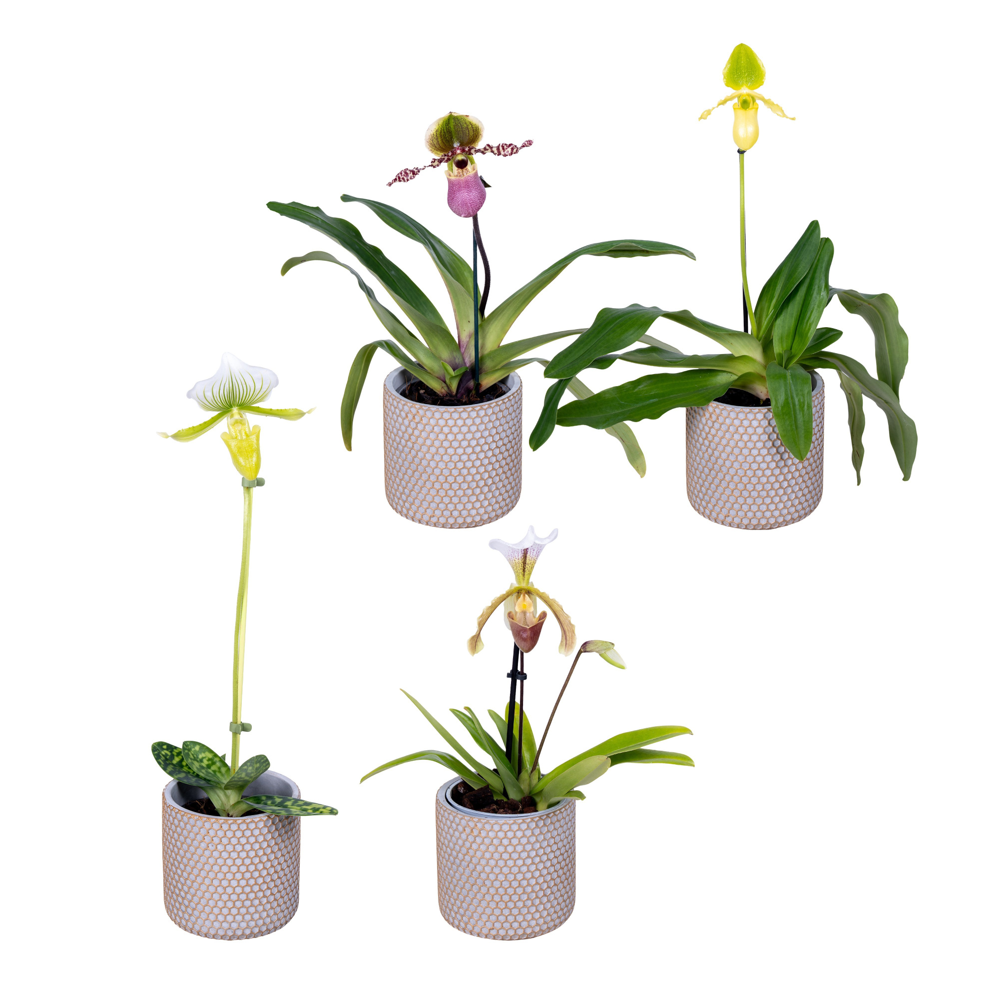Paphiopedilum mix 9 cm met keramiek, D 11