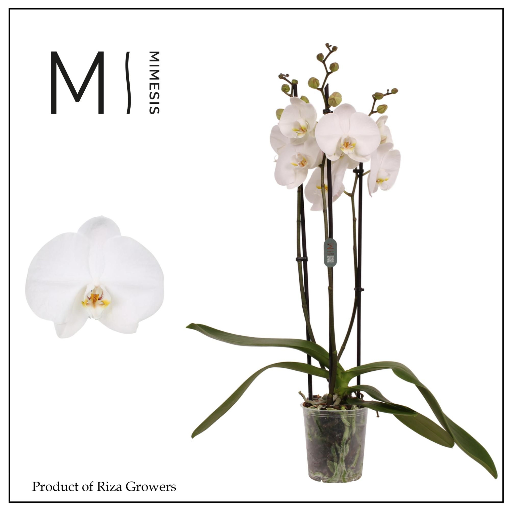 Mimesis Phal. Ural - 3 spike 12cm, D 12 cm
