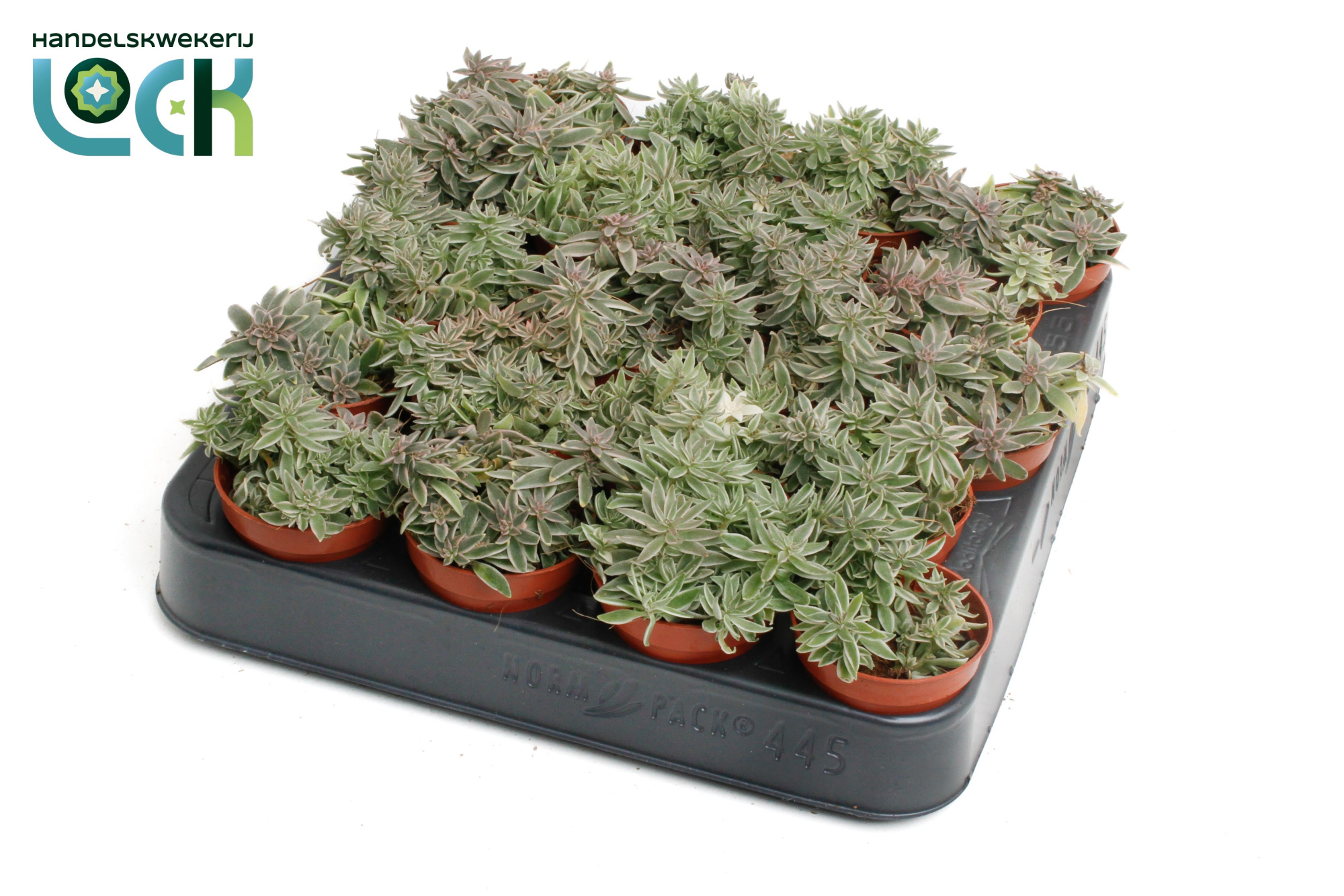 Peperomia Sprinkle, D 5,5 cm