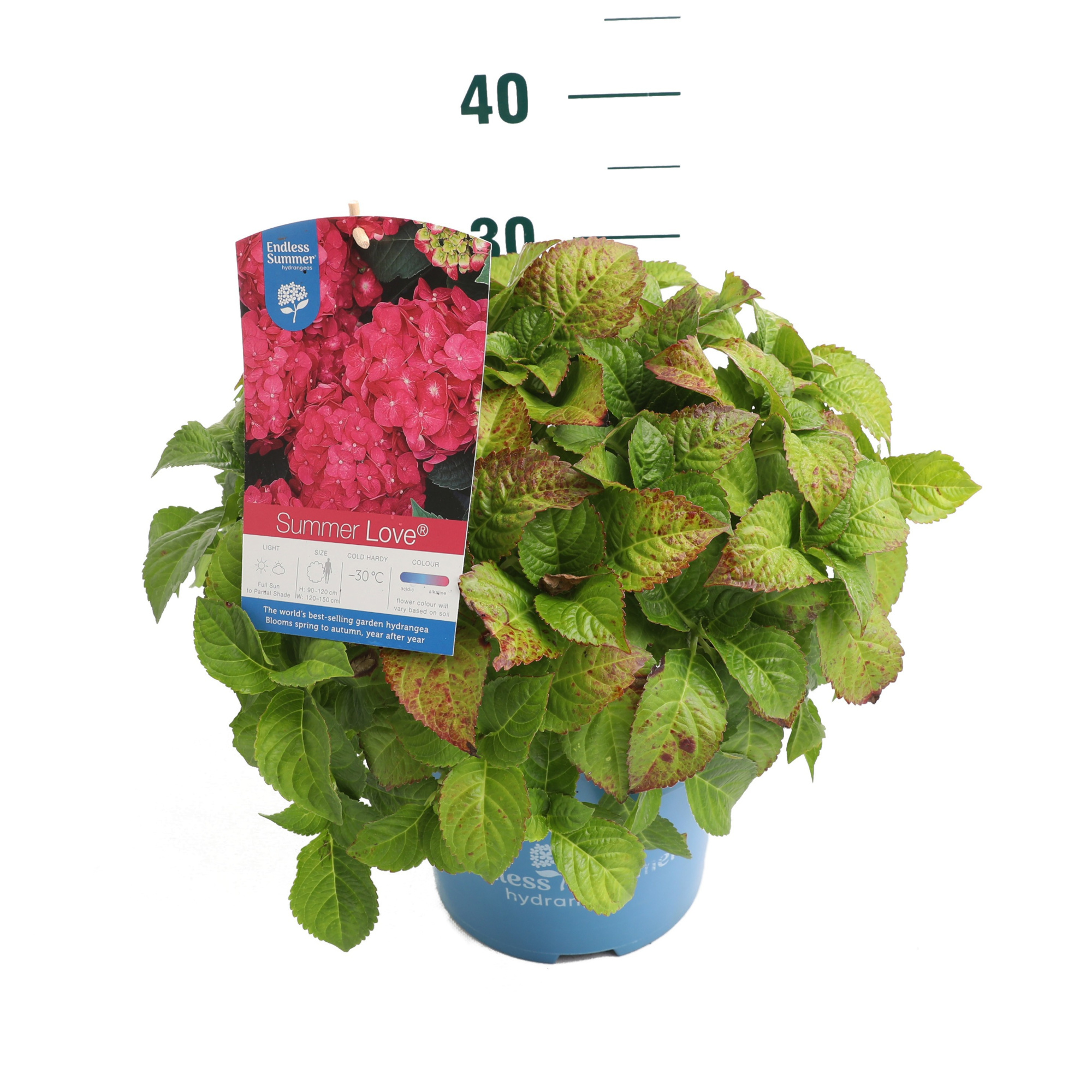 Hydrangea 'Summer Love' - P23 - Endless Summer, D 23 cm