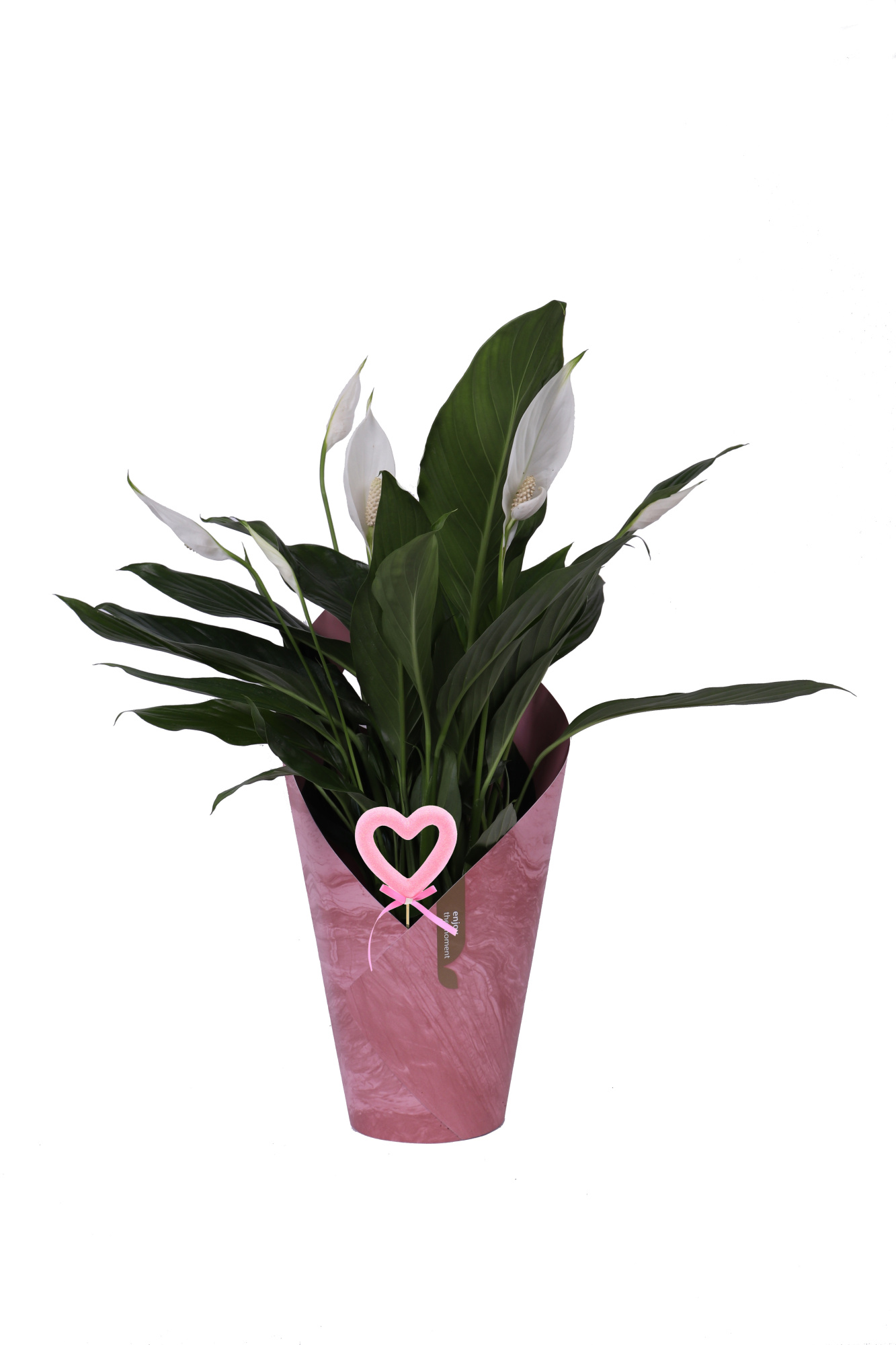 KP-117.3 - Spath Bingo Cupido 17cm in koker met hartbijsteker, D 17