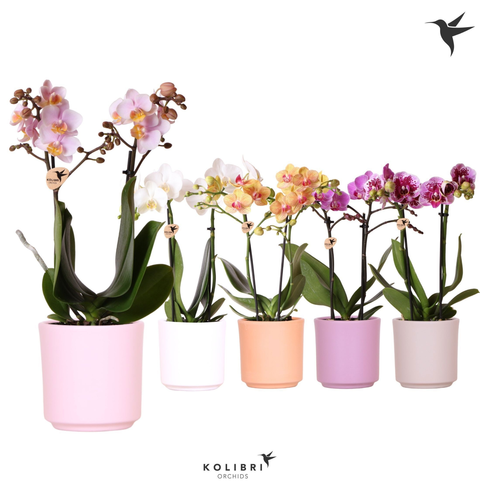 Kolibri Orchids Phalaenopsis mix 2 spike in Simplicity pot mix, D 9