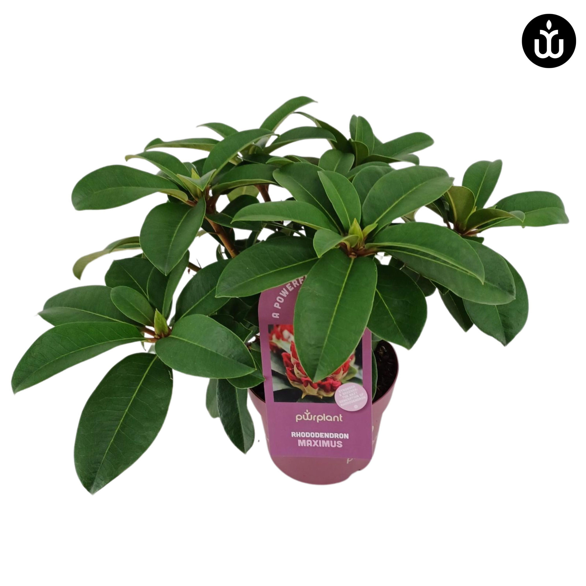 Rhododendron PowerPlant 30-35 /2 liter 'Maximus', D 17 cm