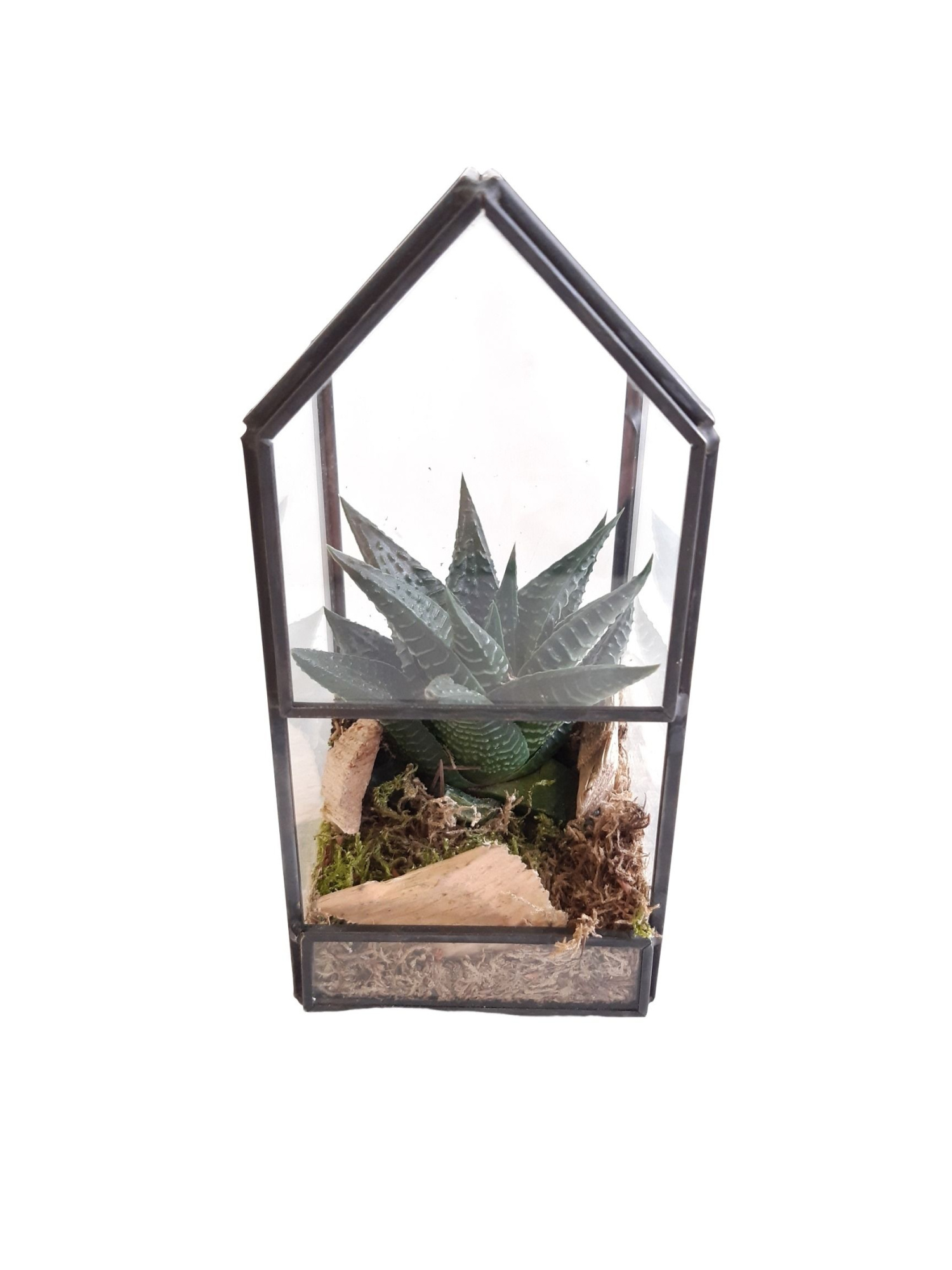 GHK8NAT Glass House Mini Terrarium + driftwood, D 8