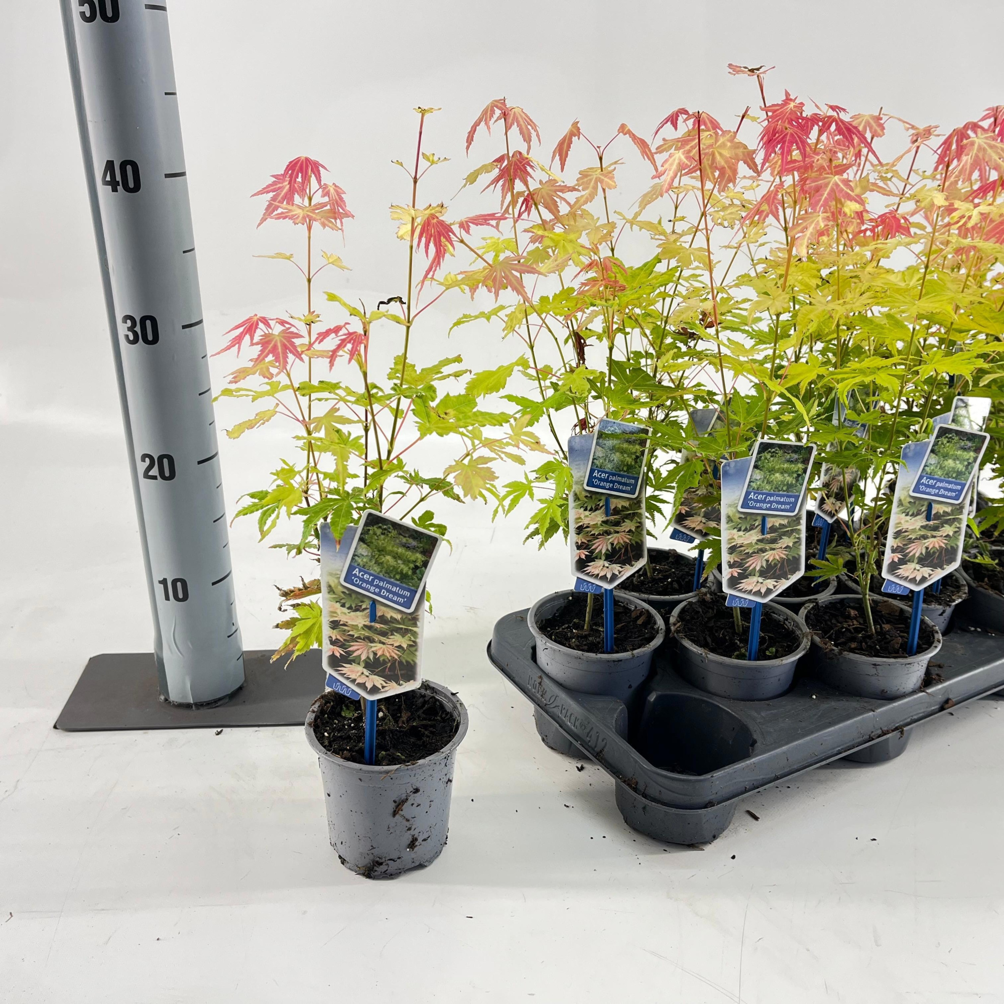 Acer pal. 'Orange Dream', D 10,5 cm