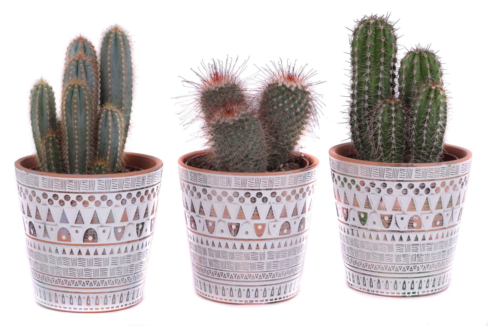 Cactus mix Ø12cm in Ø14cm Ceramic Pot Inca, D 14