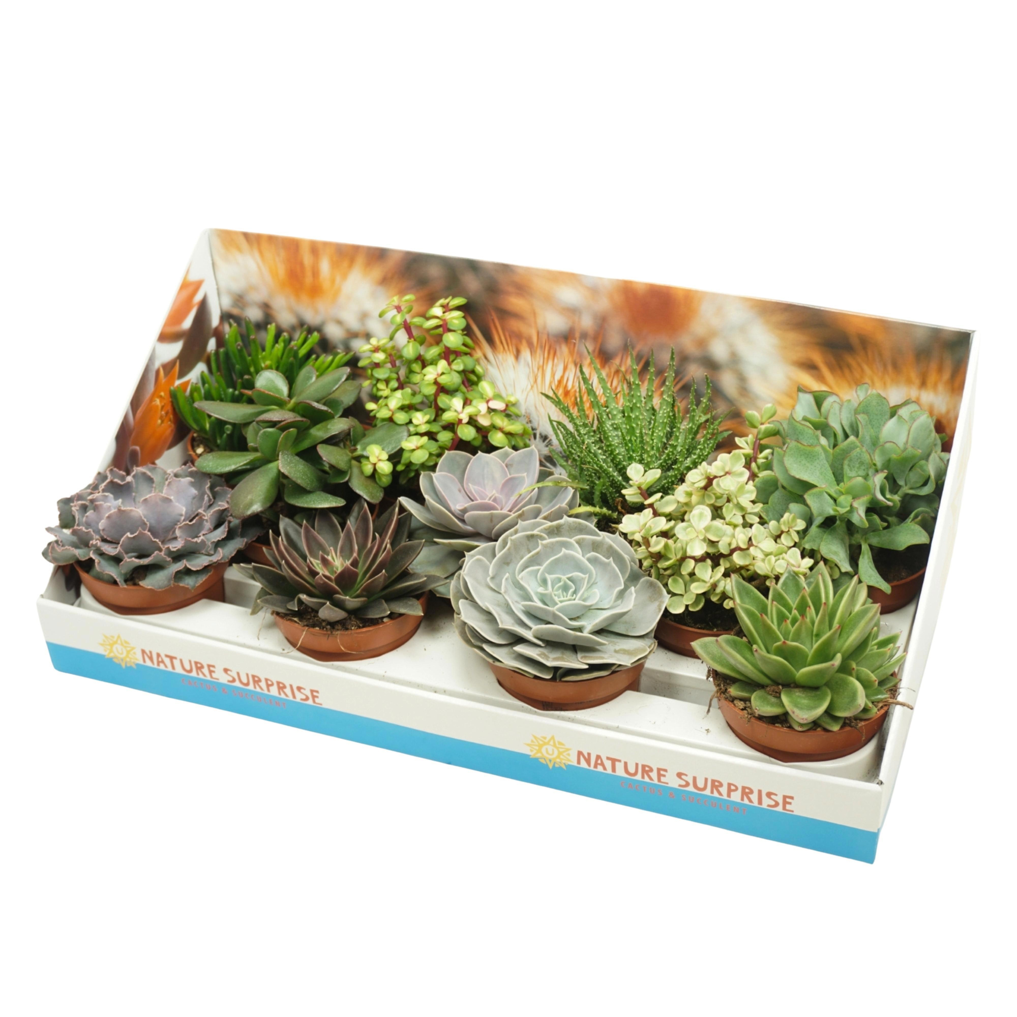 Succulenten mix 10,5 cm in presentatiedoos, D 10,5