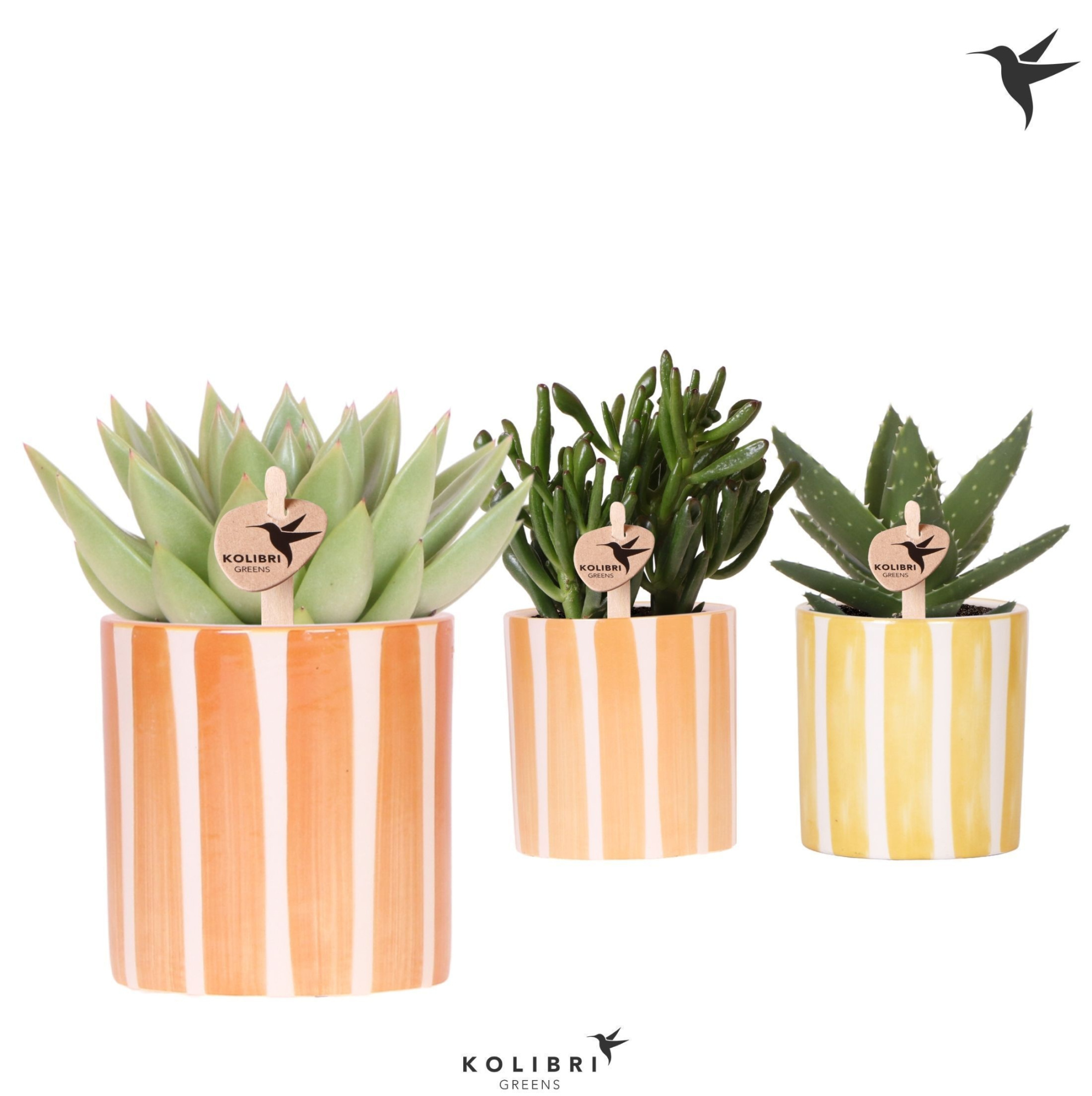 Kolibri Greens Succulenten mix in Painted Stripe pot yellow mix, D 9 cm