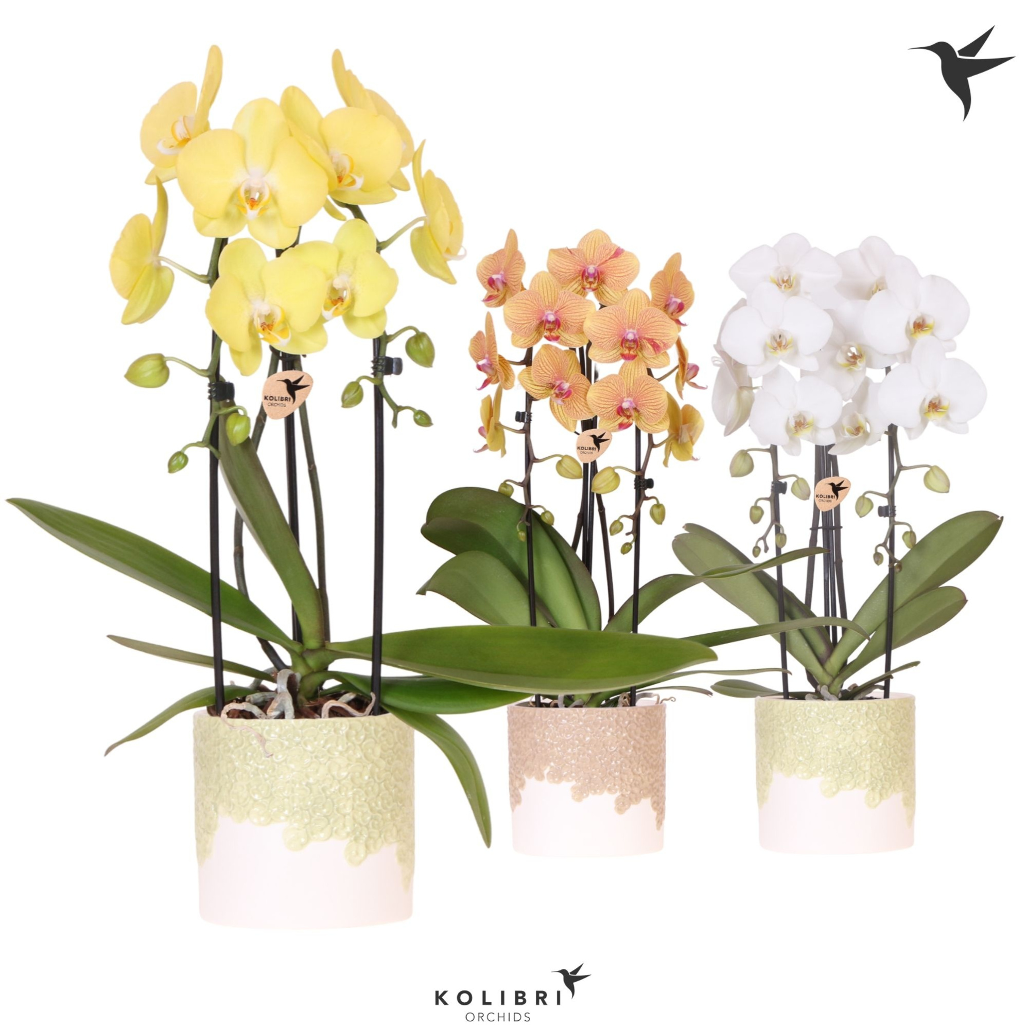 Kolibri Orchids Cascade Niagara Fall mix 2 spike in Bloom pot sand mix, D 12 cm