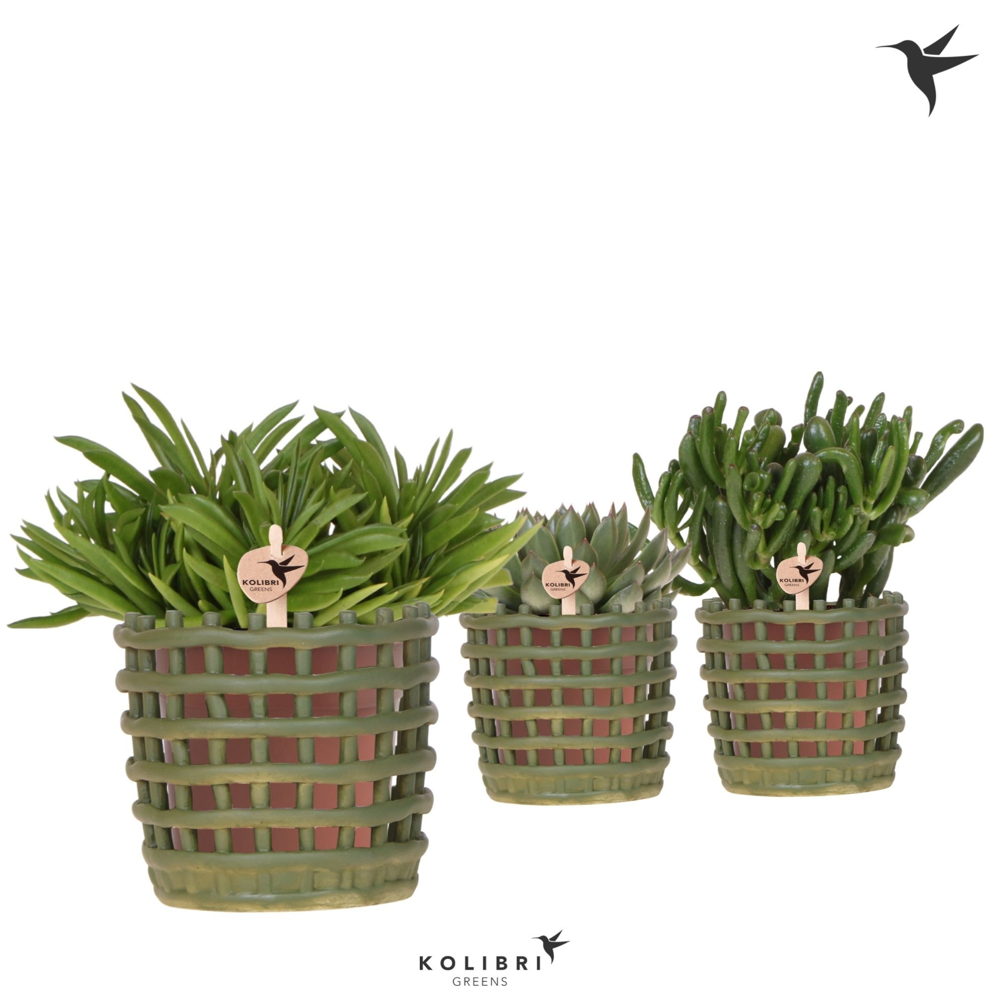 Kolibri Greens Succulenten mix in Mesh pot green, D 12 cm