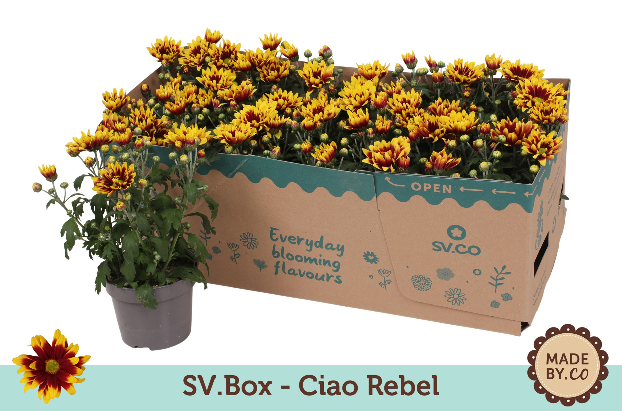 Chrysant Special Ciao Rebel in SV.Box, D 12 cm