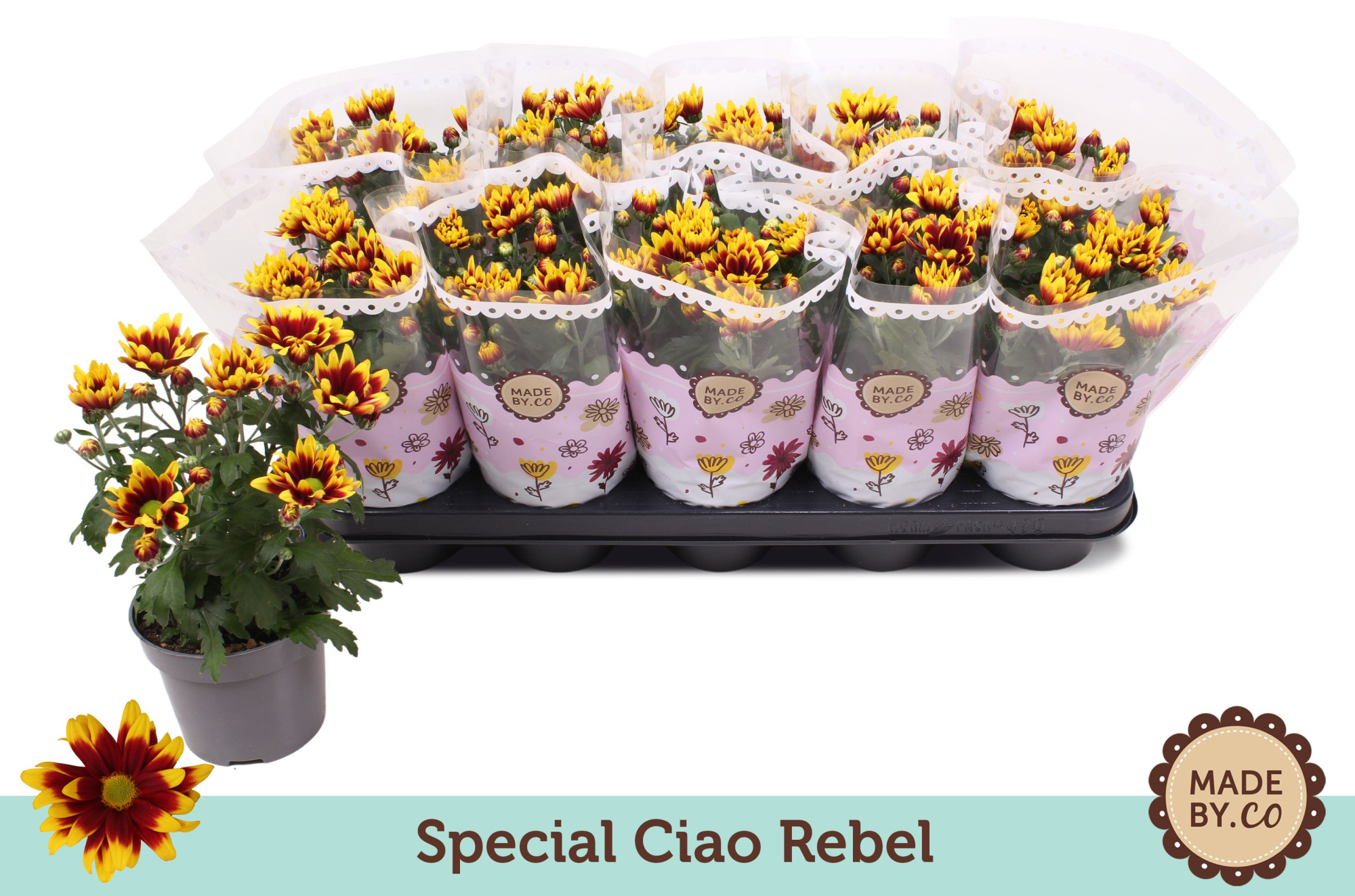 Chrysant Special Ciao Rebel, D 12 cm