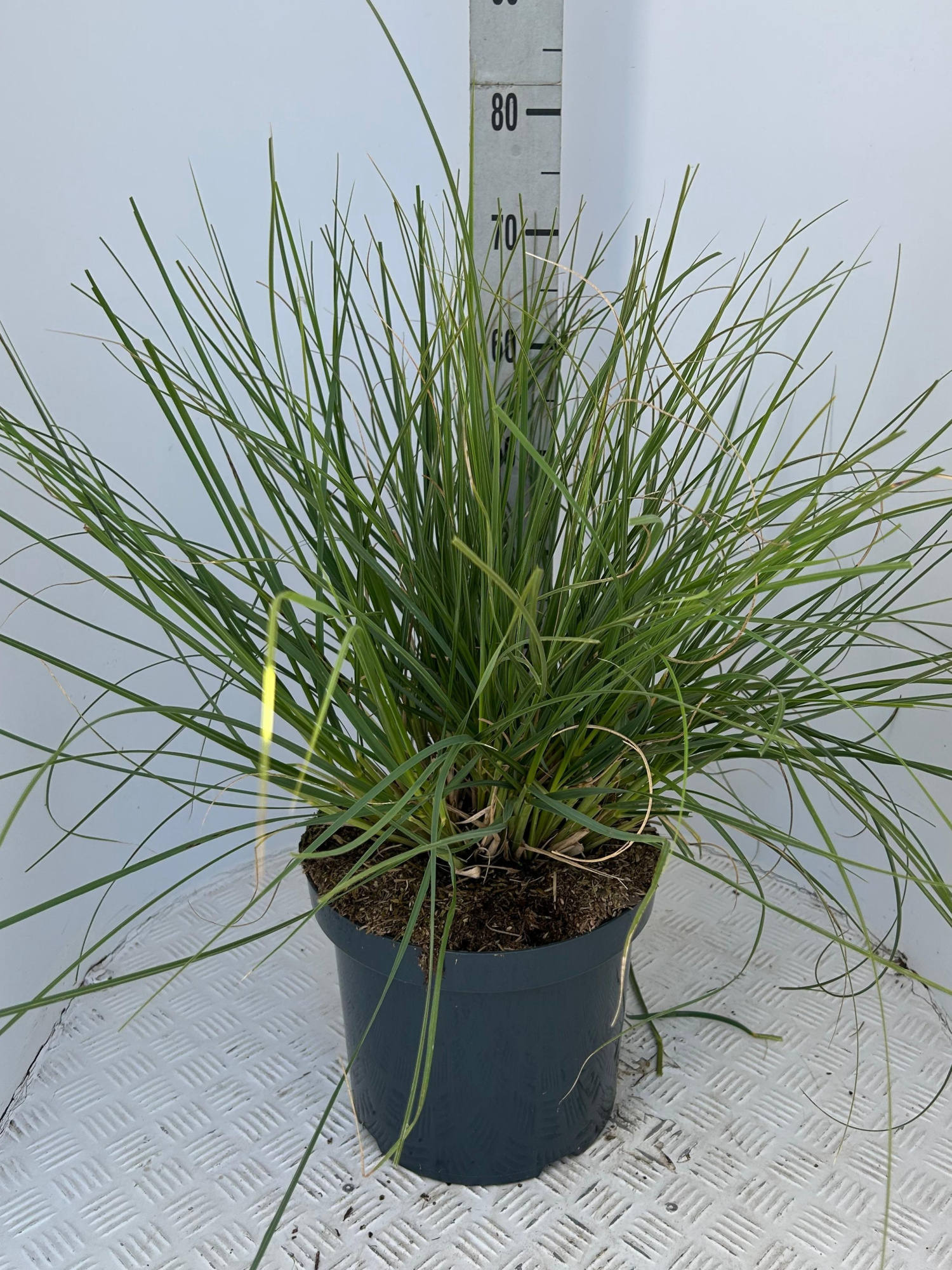 Cortaderia sel. 'Tiny Pampa', D 29