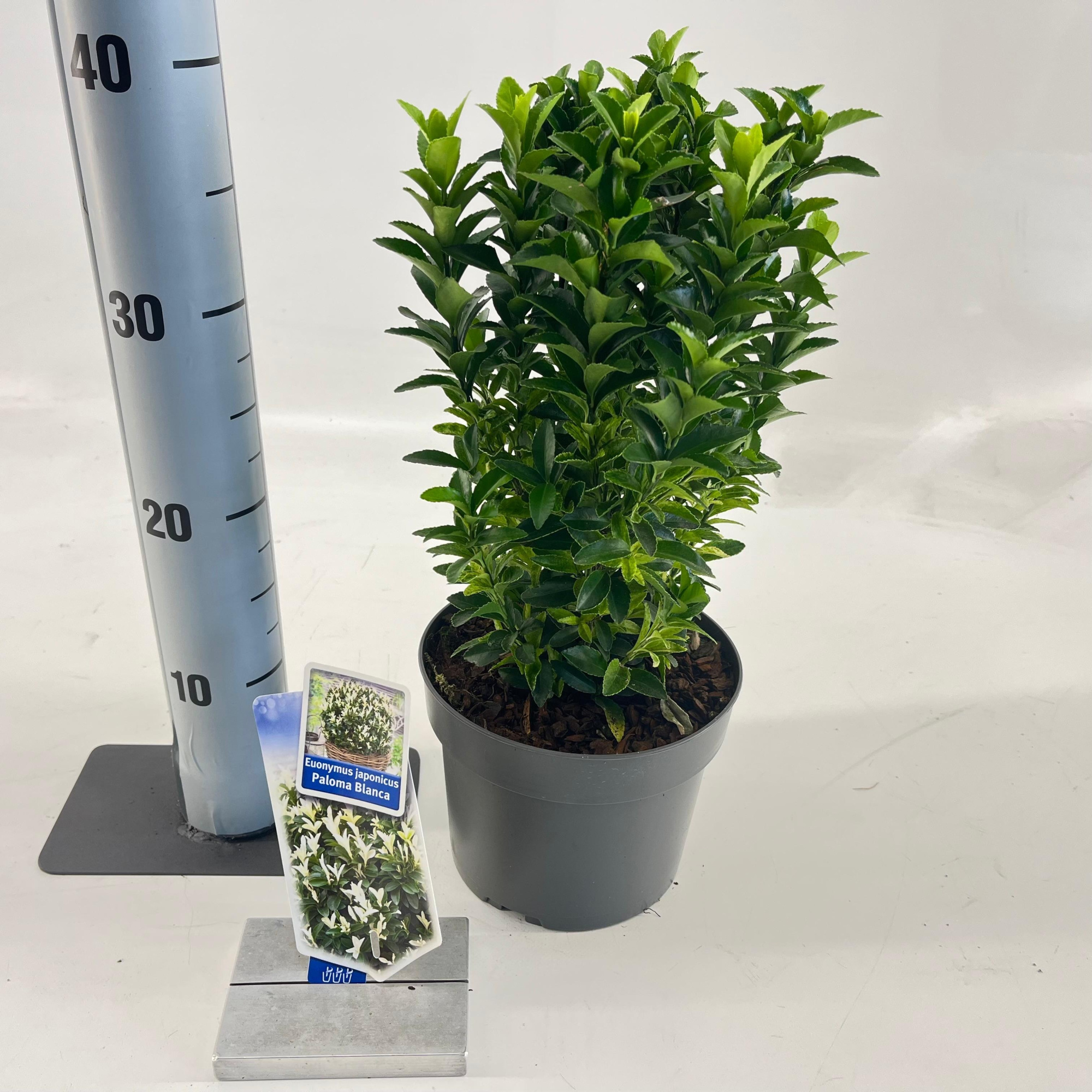 Euonymus jap. Paloma Blanca ('Lankveld03'PBR), D 17 cm