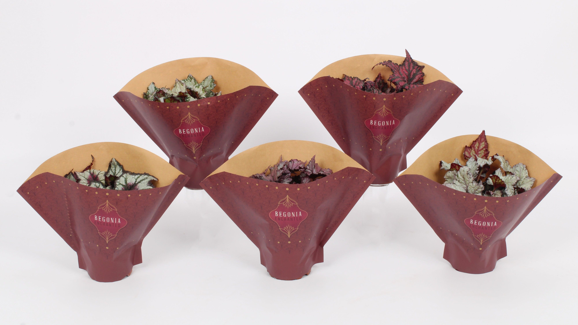 Begonia Enchanted Rex Mix 12cm - Papieren Begonia hoes, D 12 cm