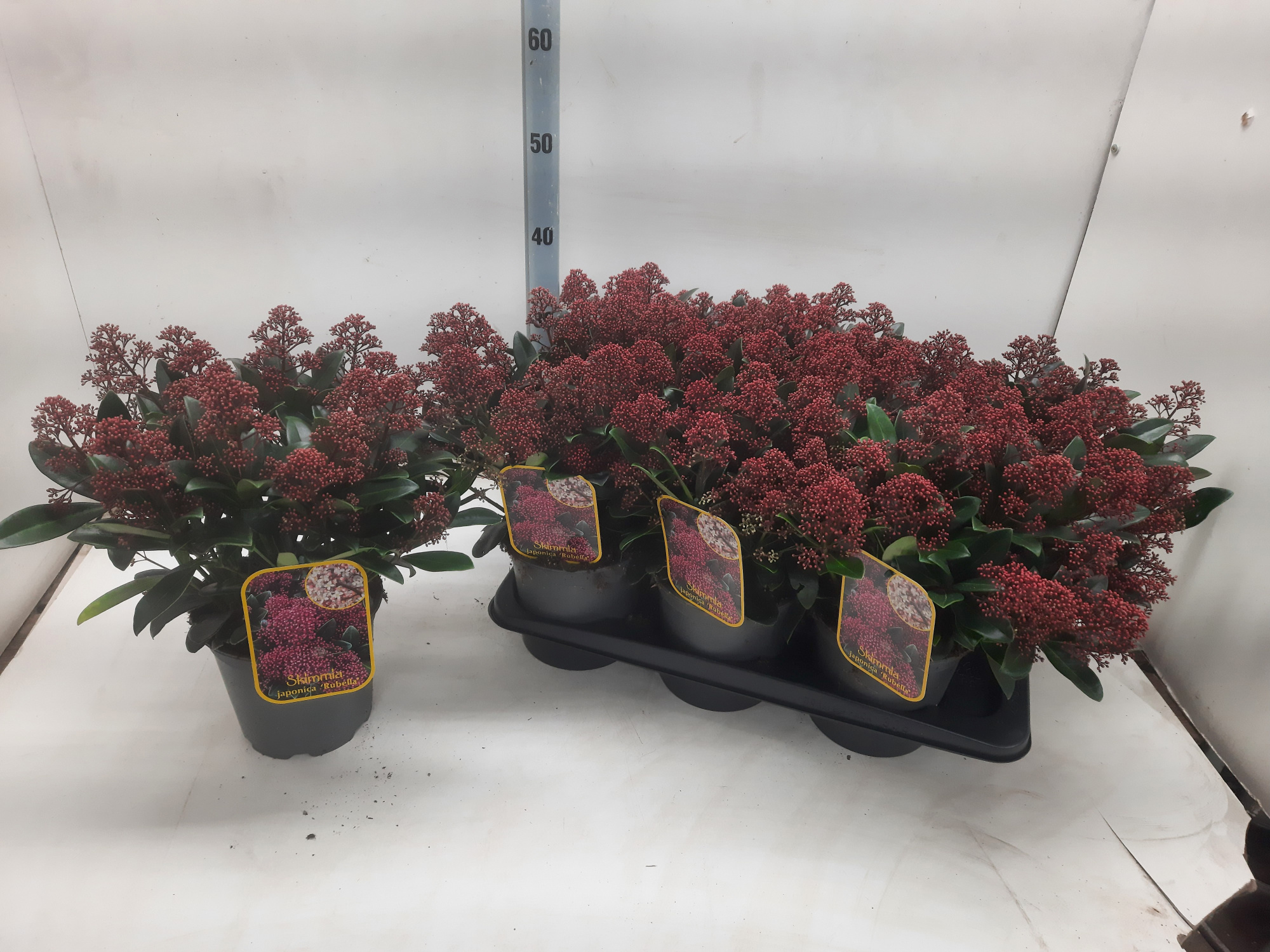 Skimmia jap. Rubella, D 17 cm