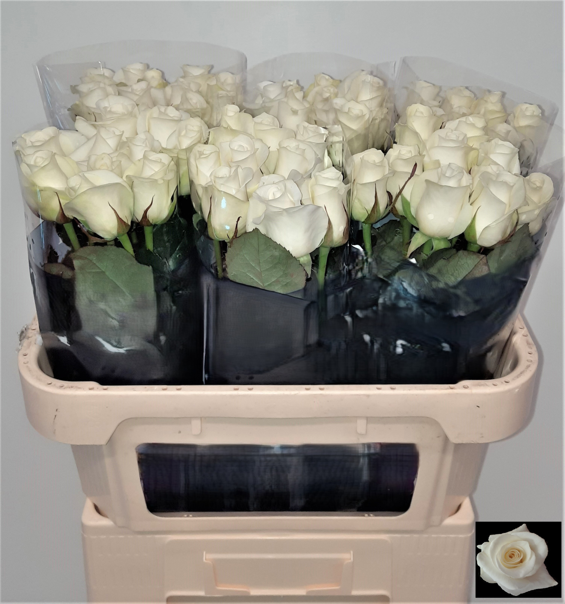 Роза од. Акито 70, шт.