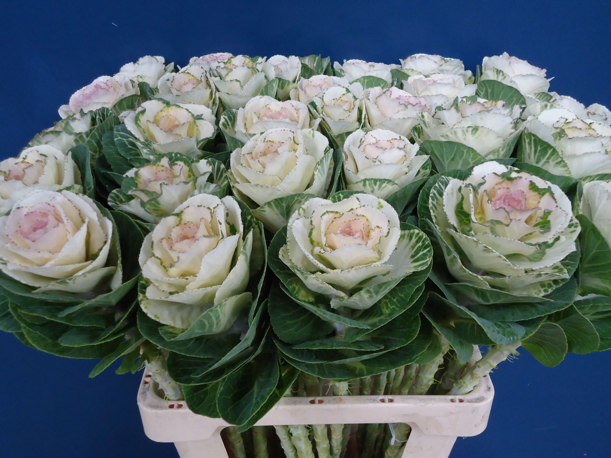 Брассика Вайт Крэйн 45, шт.