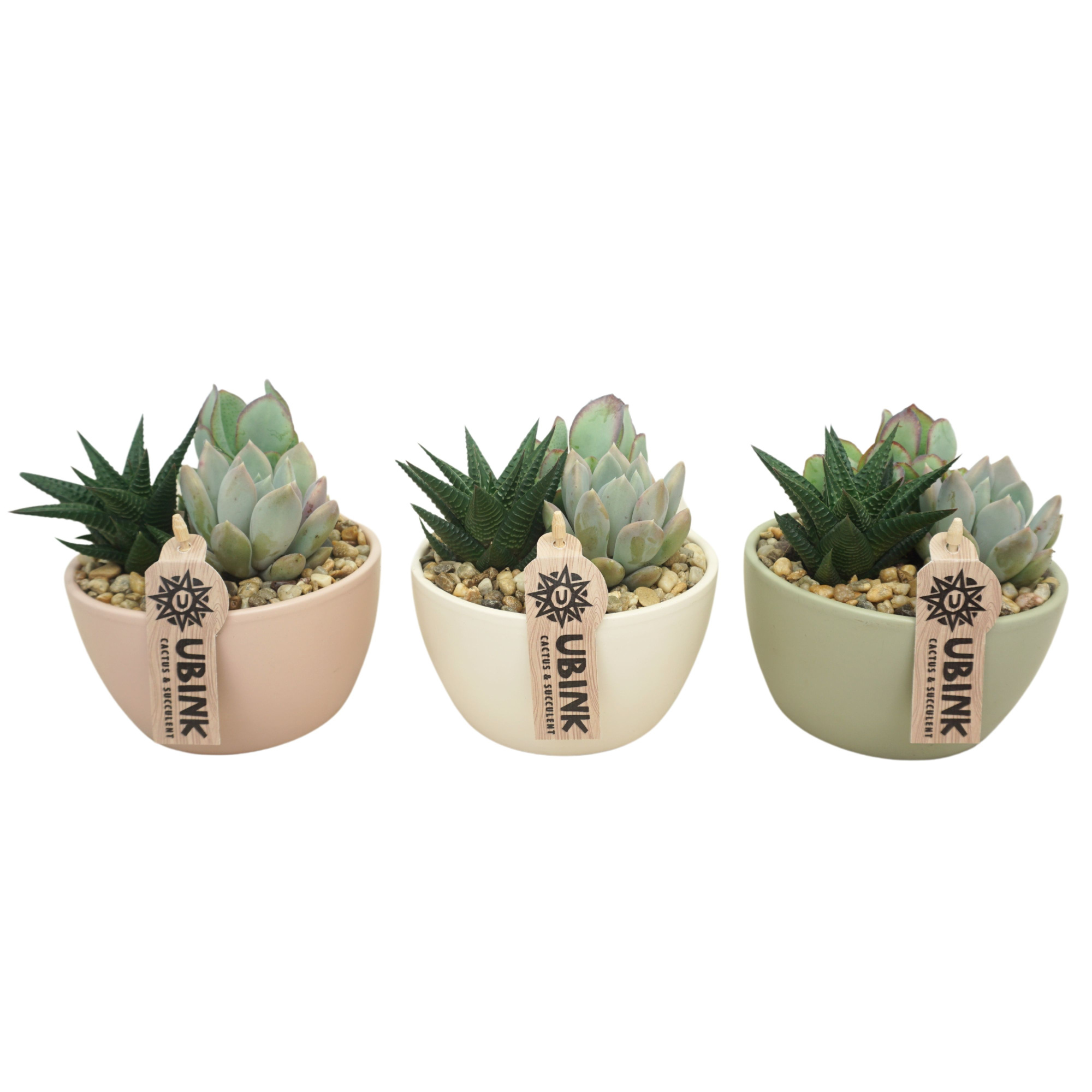 Succulent beplant in Pastel schaaltje 14 cm (3 assorti), D 14 cm