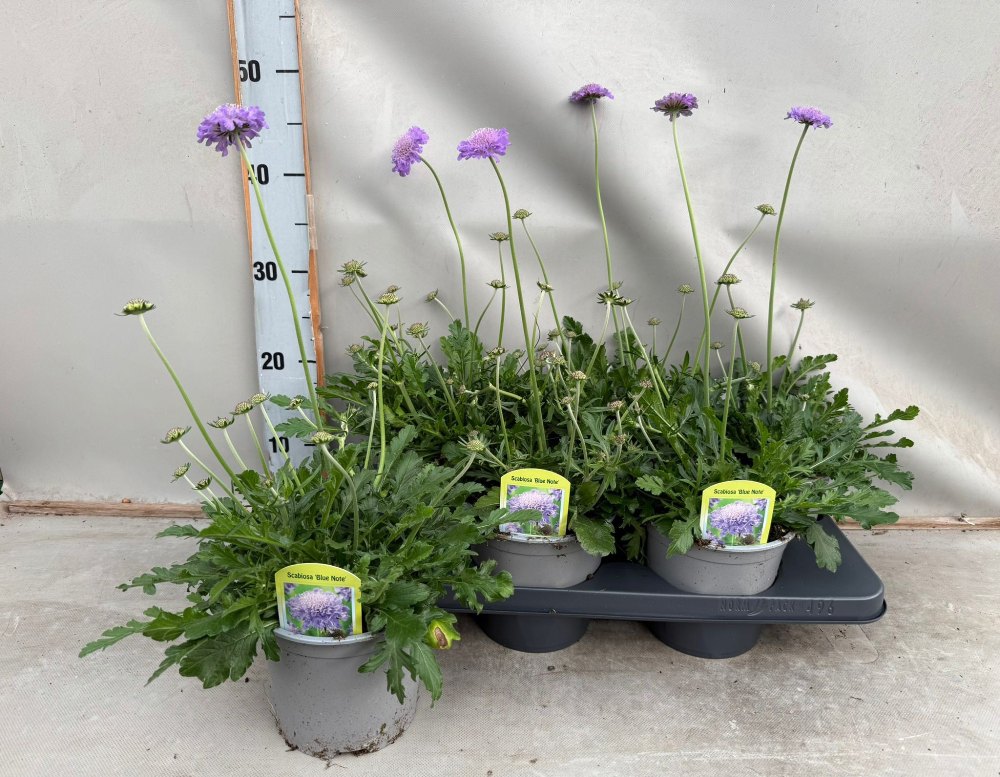 Scabiosa 'Blue Note', D 15 cm