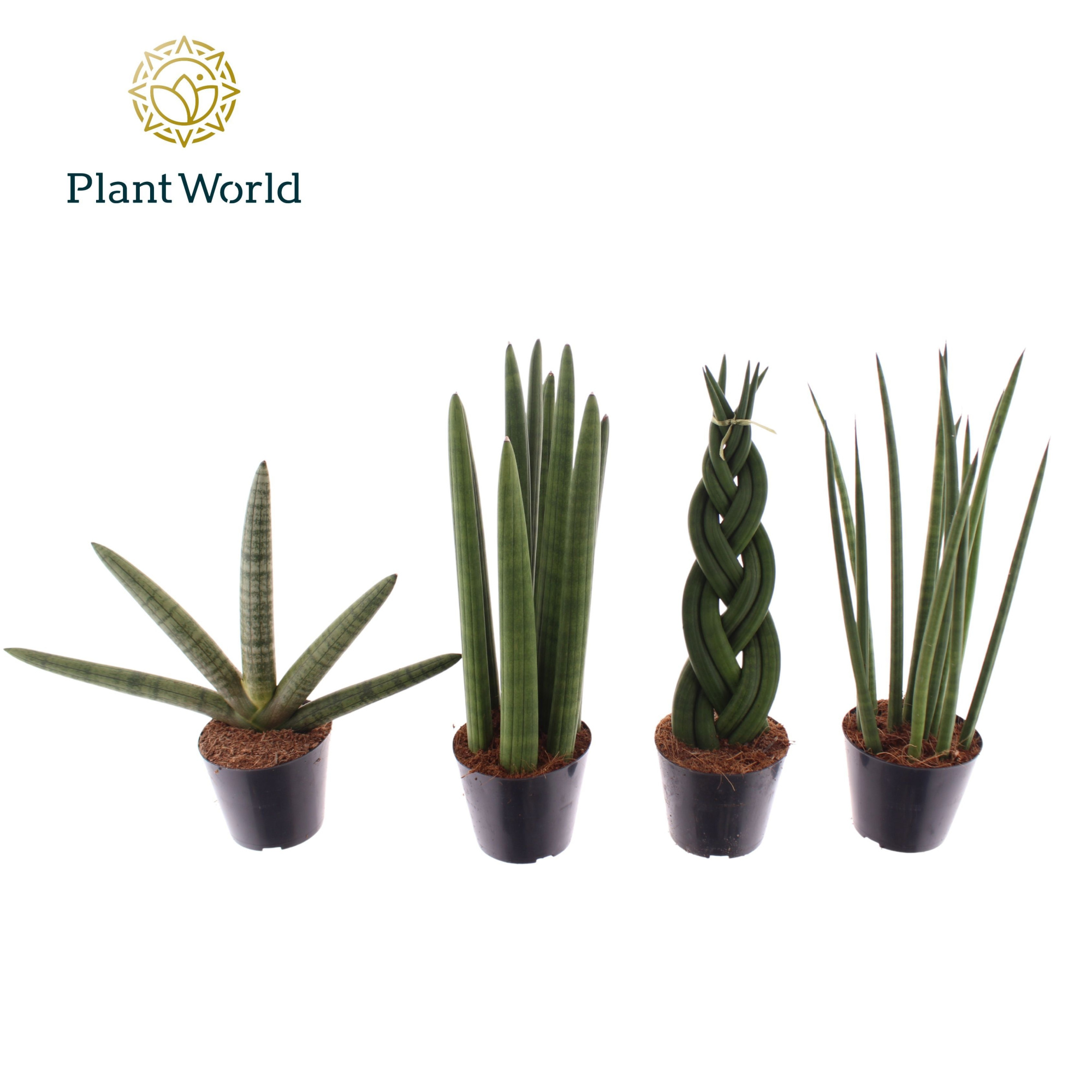 Sansevieria mix P10,5, D 10,5 cm