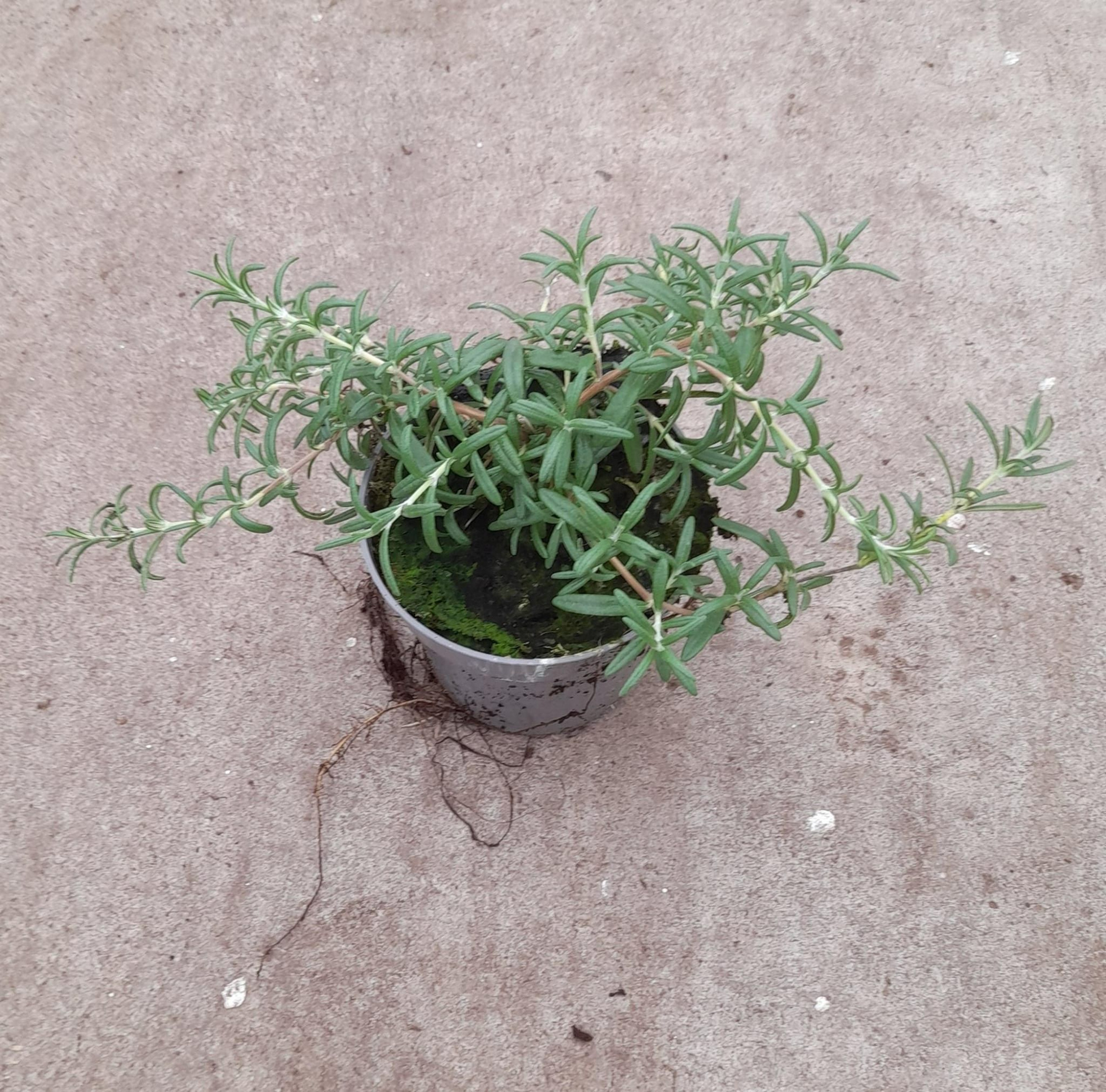 Rosmarinus Blue Cascade 10,5 cm, D 10,5 cm