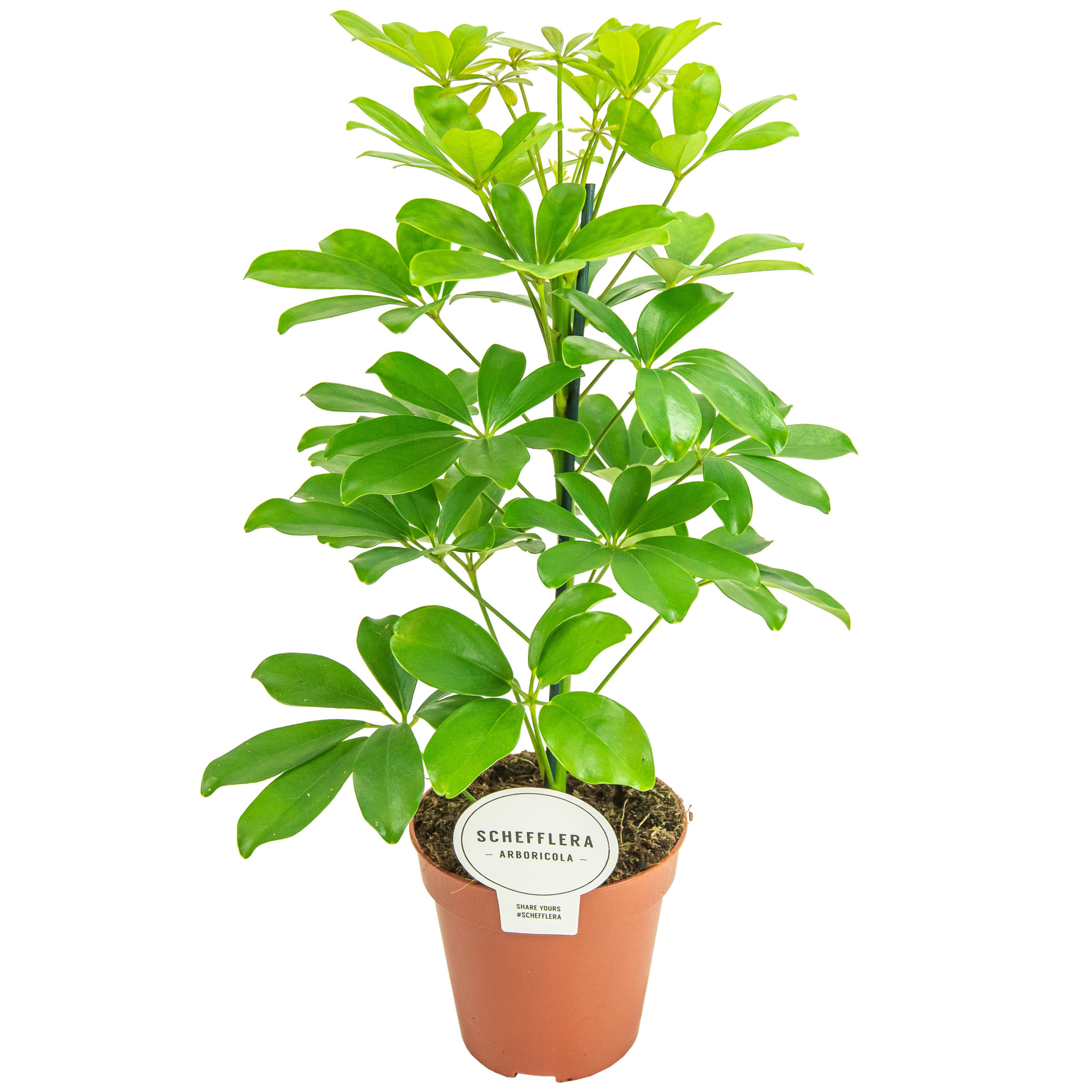 Schefflera Nora, D 13 cm