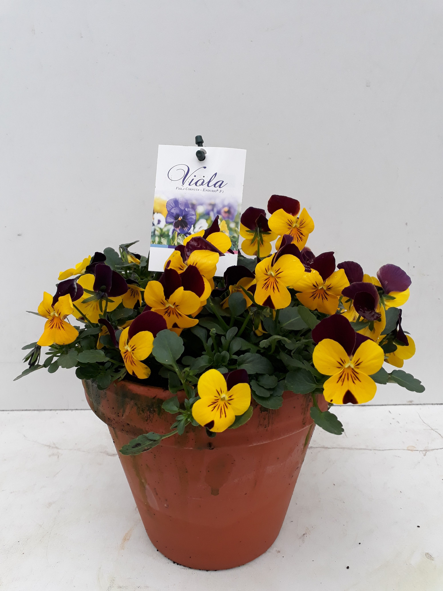 Viola Endurio F1 in p13 stenen pot red-yellow, D 13