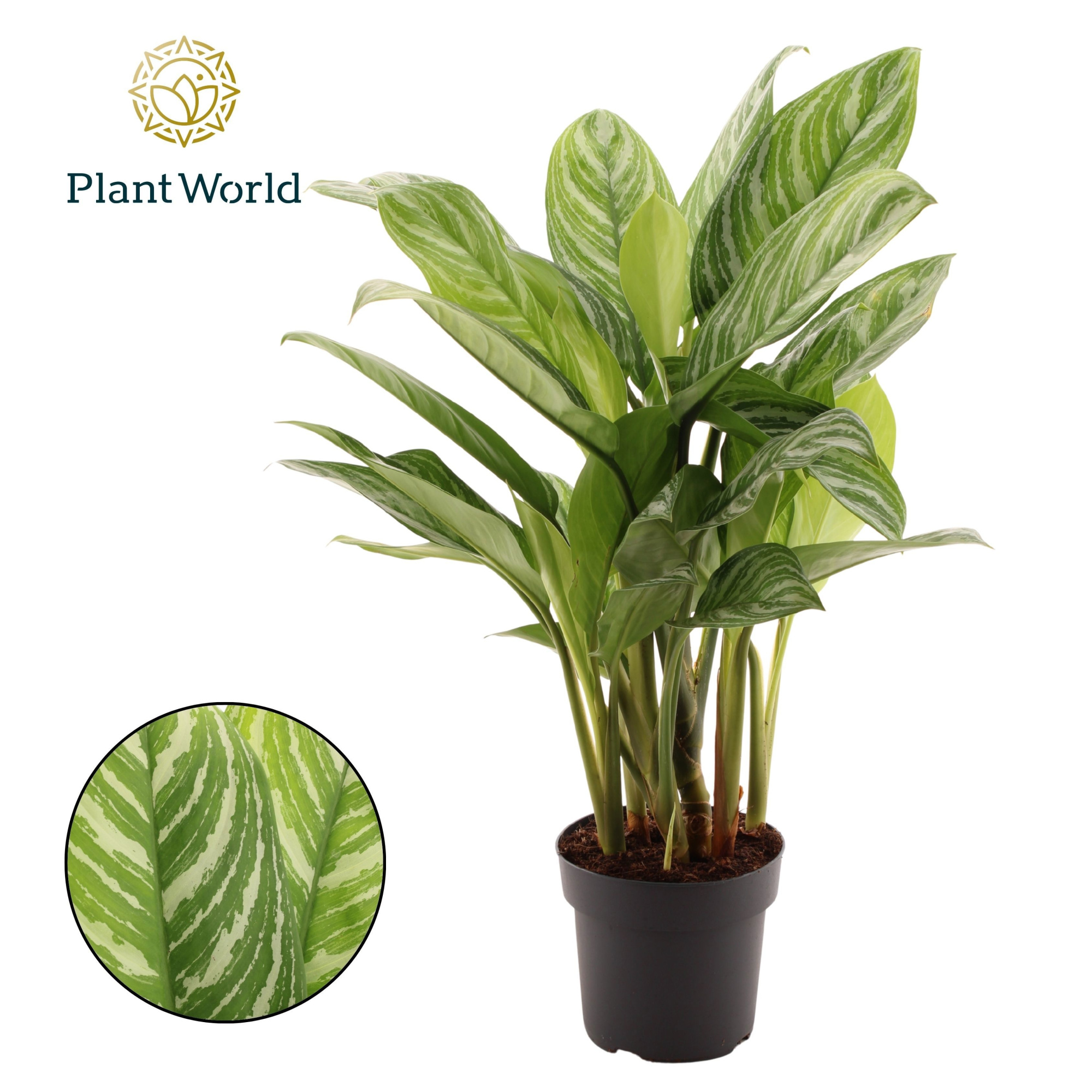 Aglaonema Stripes, D 21