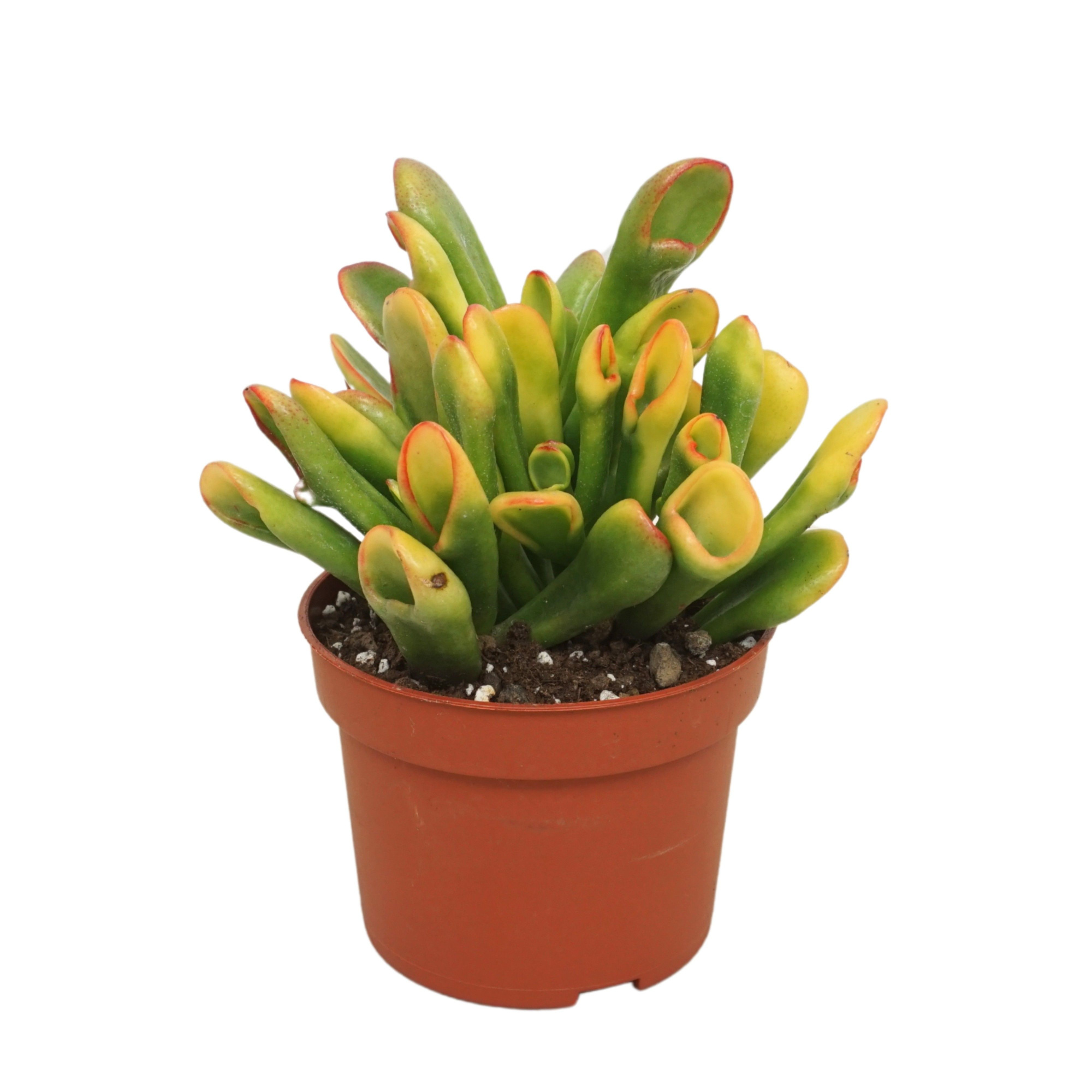 Crassula TRICOLOR horntree 10,5 cm, D 10,5