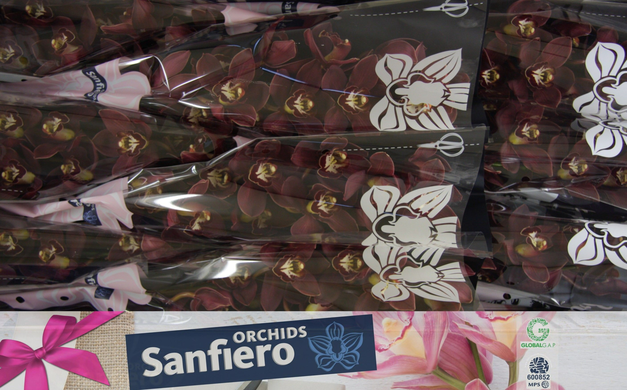 Цимбидиум Привайн x9 60, шт.