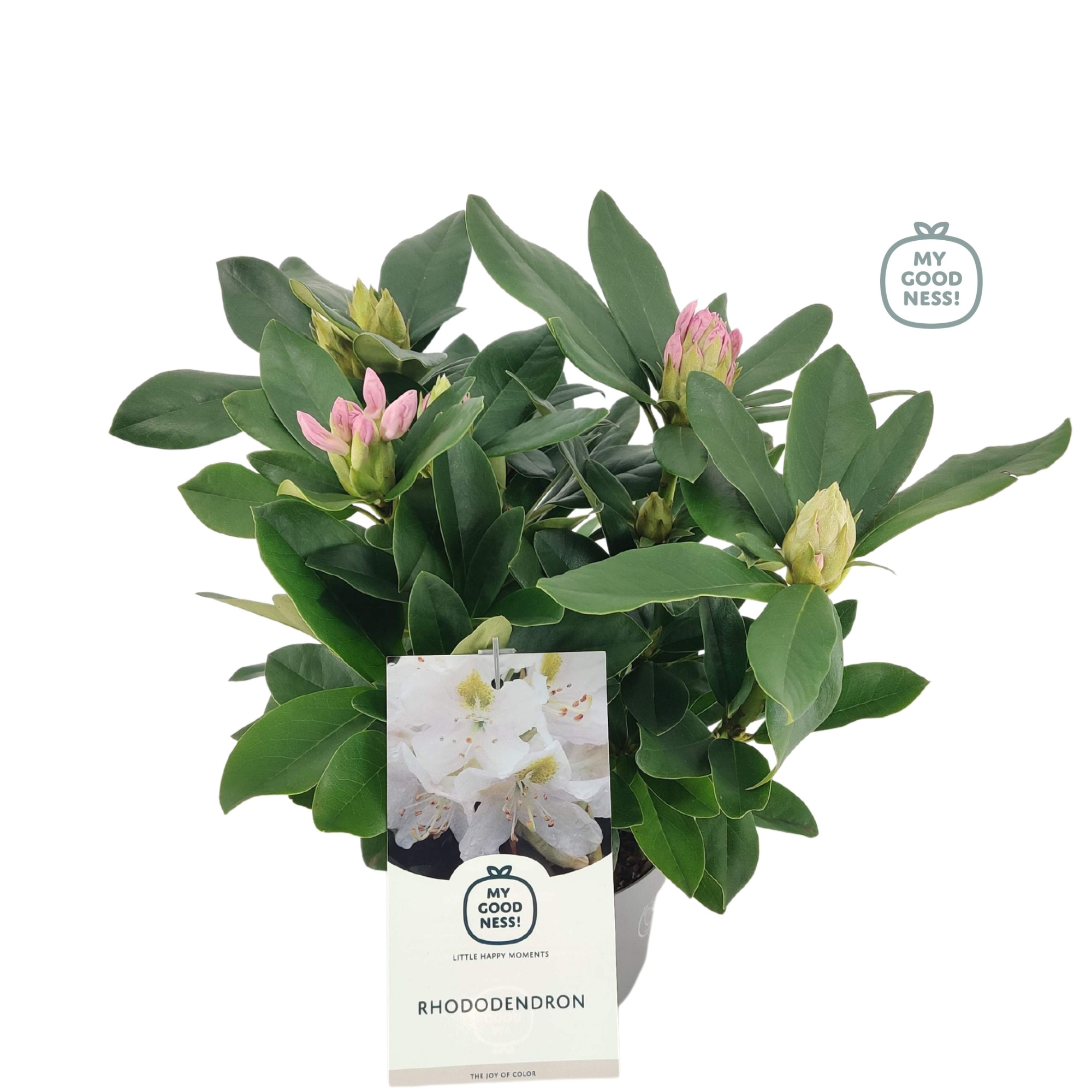 Rhododendron 30-35 /2 liter 'Wit' kleurtonend, D 17