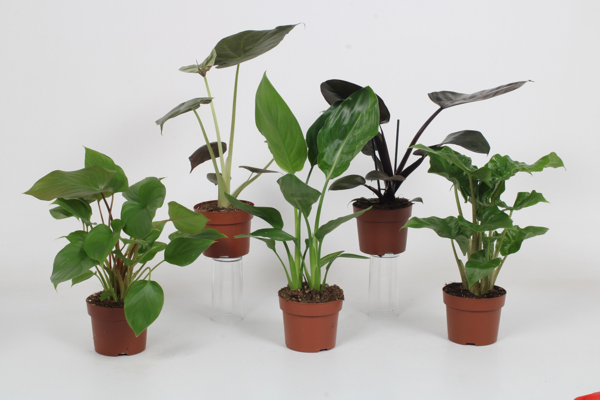 Luxe mix B - mailing week 7-9 2025, D 12 cm