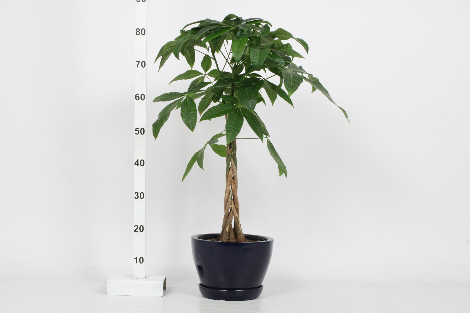 Pachira Aquatica 19cm - gevlochten 5 stam, D 19 cm