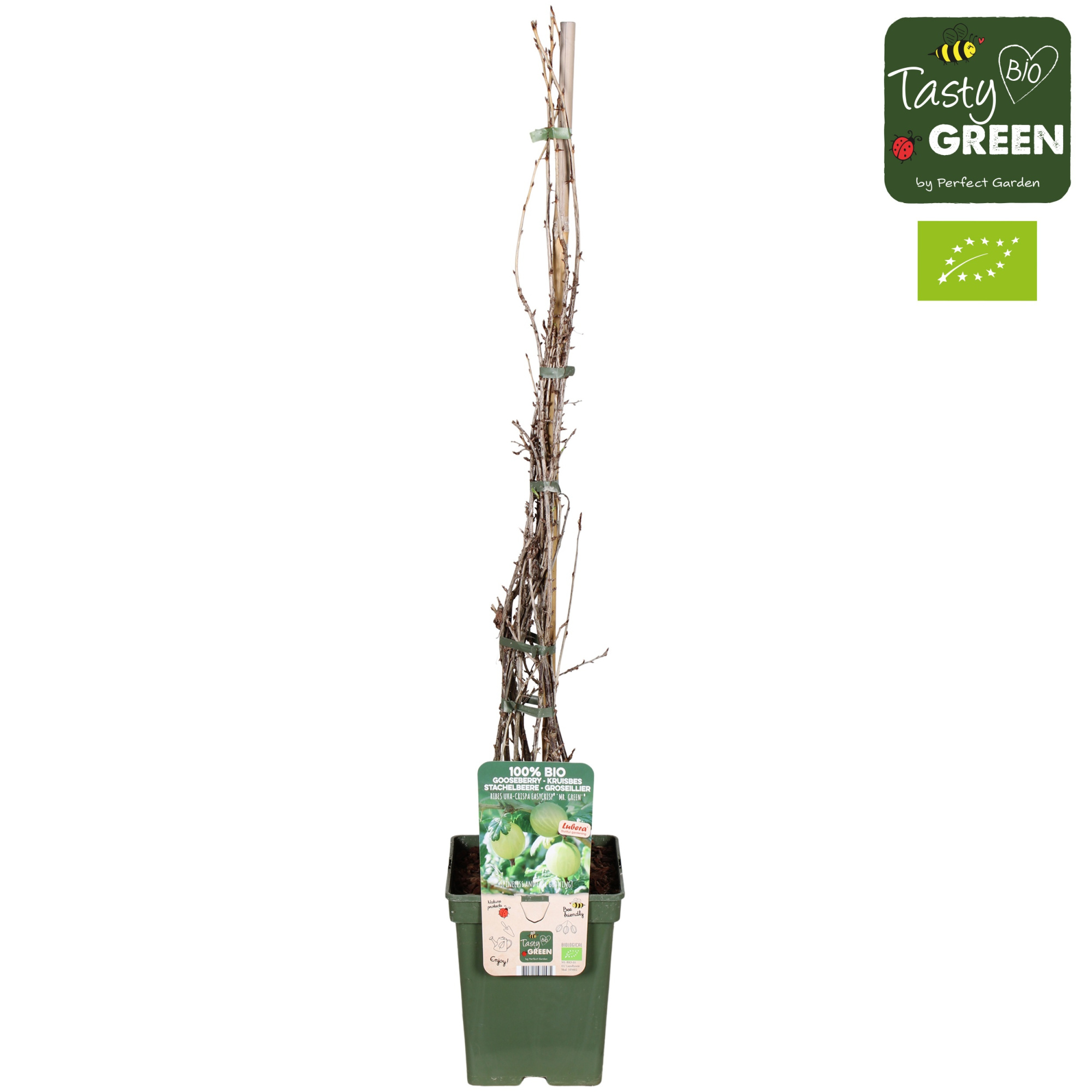 Ribes uva-crispa Easycrisp® 'Mr. Green'® Bio P23, D 23