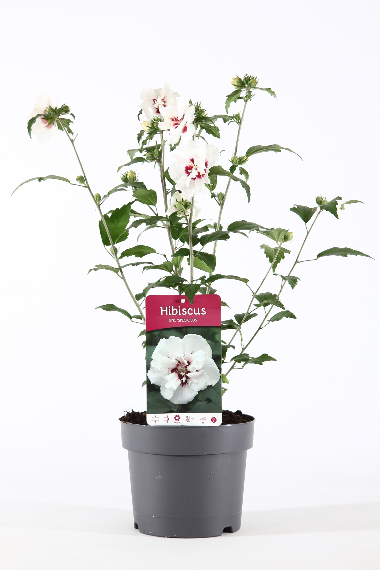 Hibiscus syr. 'Speciosus' P19/C3, D 19 cm