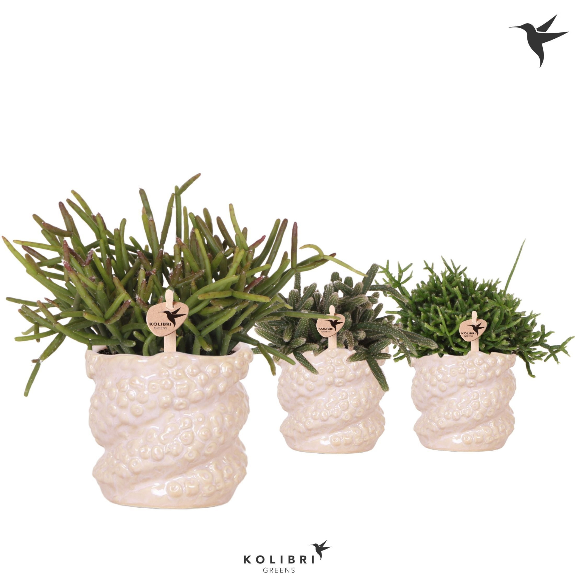 Kolibri Greens Rhipsalis mix in Octopus pot pink, D 9 cm