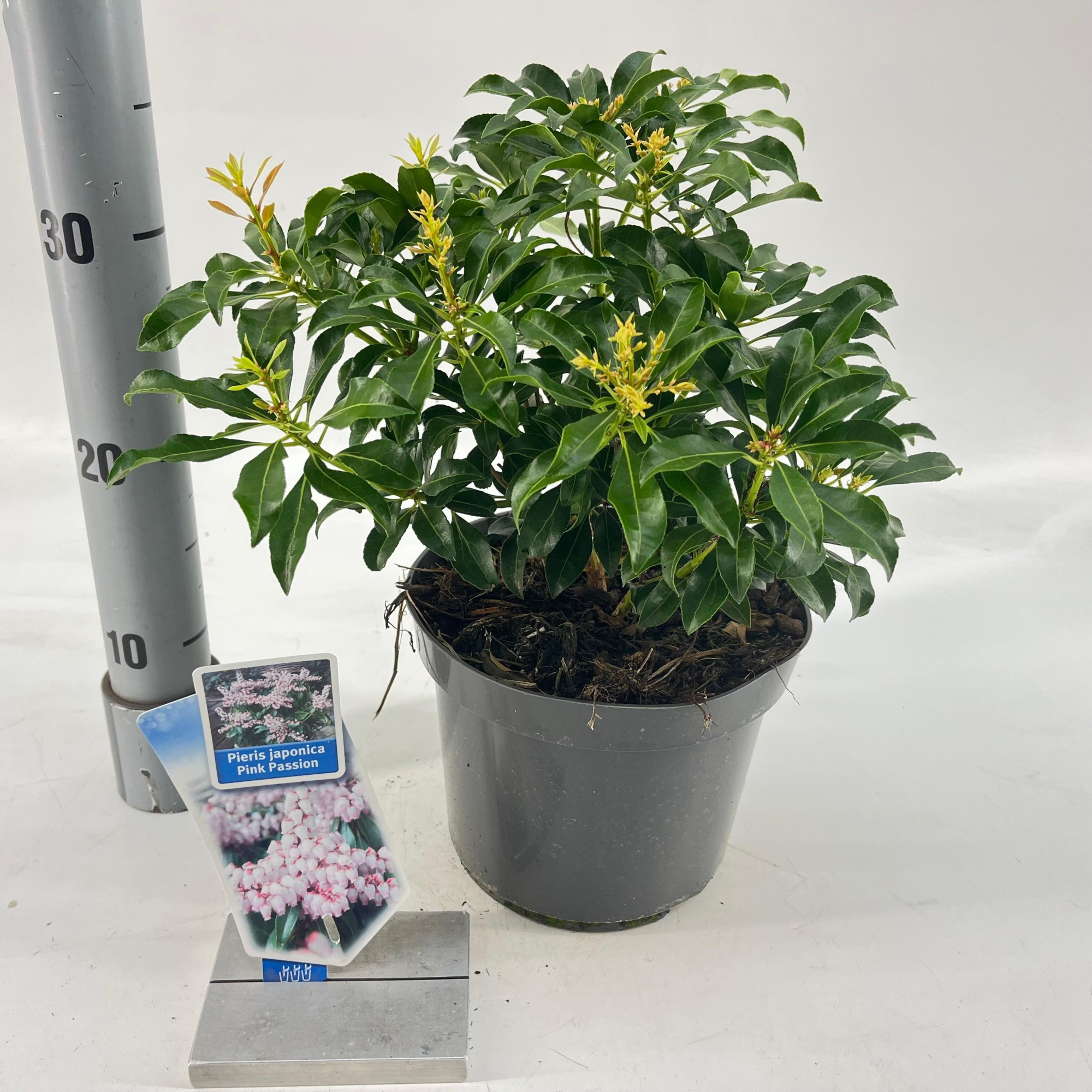 Pieris jap. Pink Passion ('Opstal 69'PBR), D 19 cm