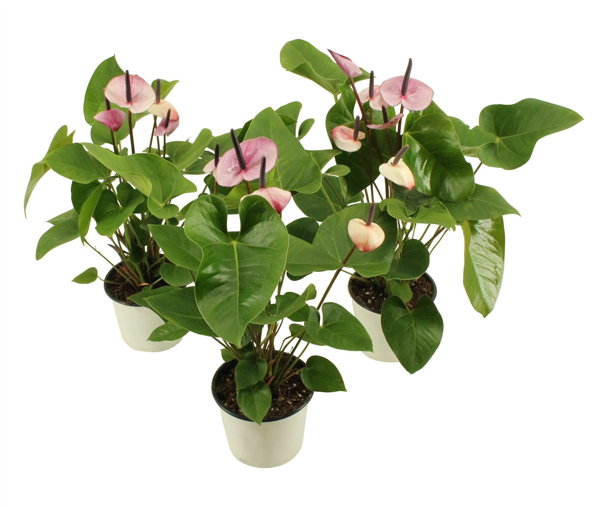 Anthurium XL.48 Purple 14cm (LET OP IS PAARS!), D 14