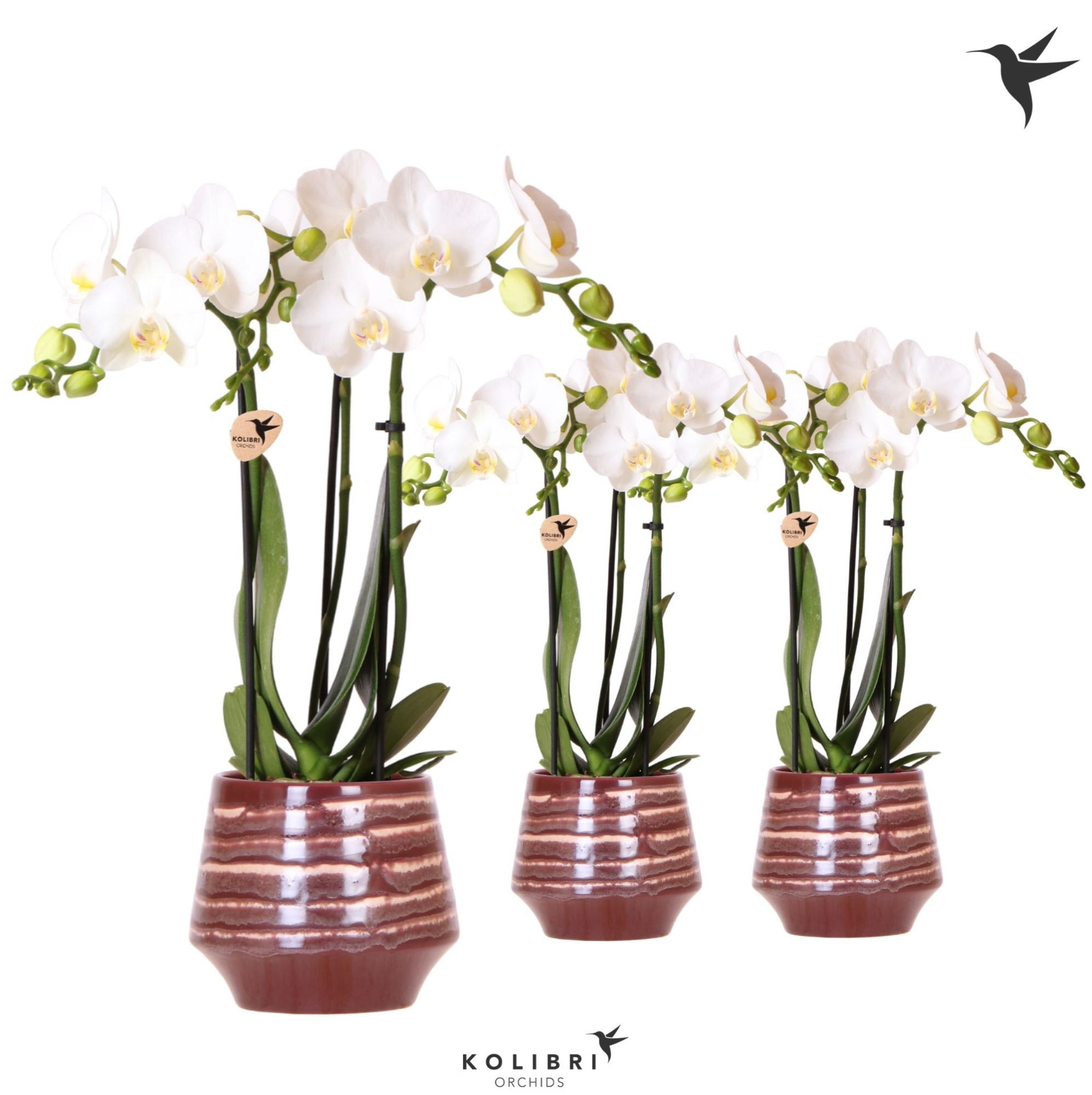 Kolibri Orchids Phalaenopsis white 3 spike in Moonstone pot red, D 9 cm