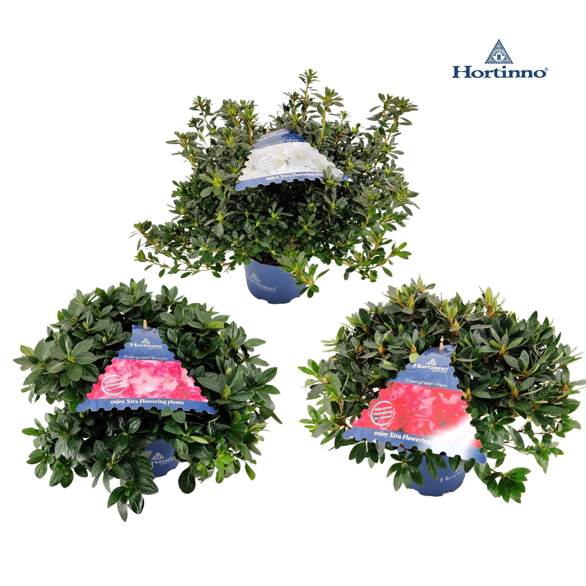 Azalea Japonica Hortinno 35-45 /P19 'Mix', D 19 cm