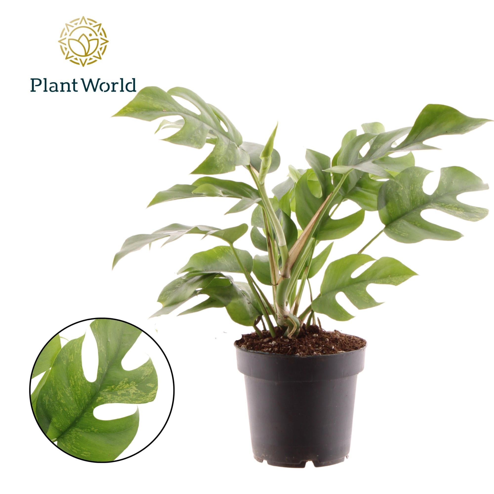 Rhaphidophora Tetrasperma Marmer p12, D 12