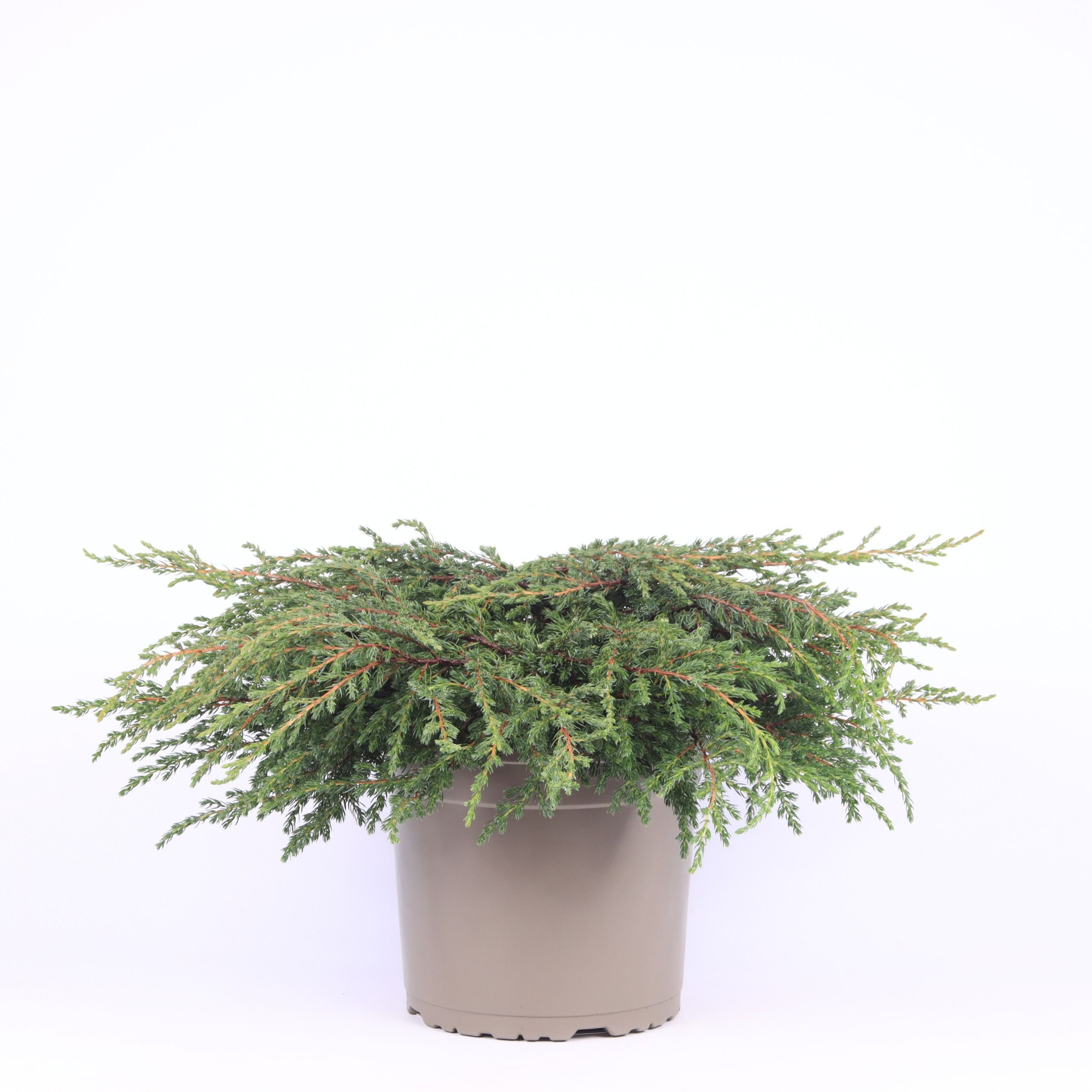 Juniperus communis 'Repanda', D 23 cm