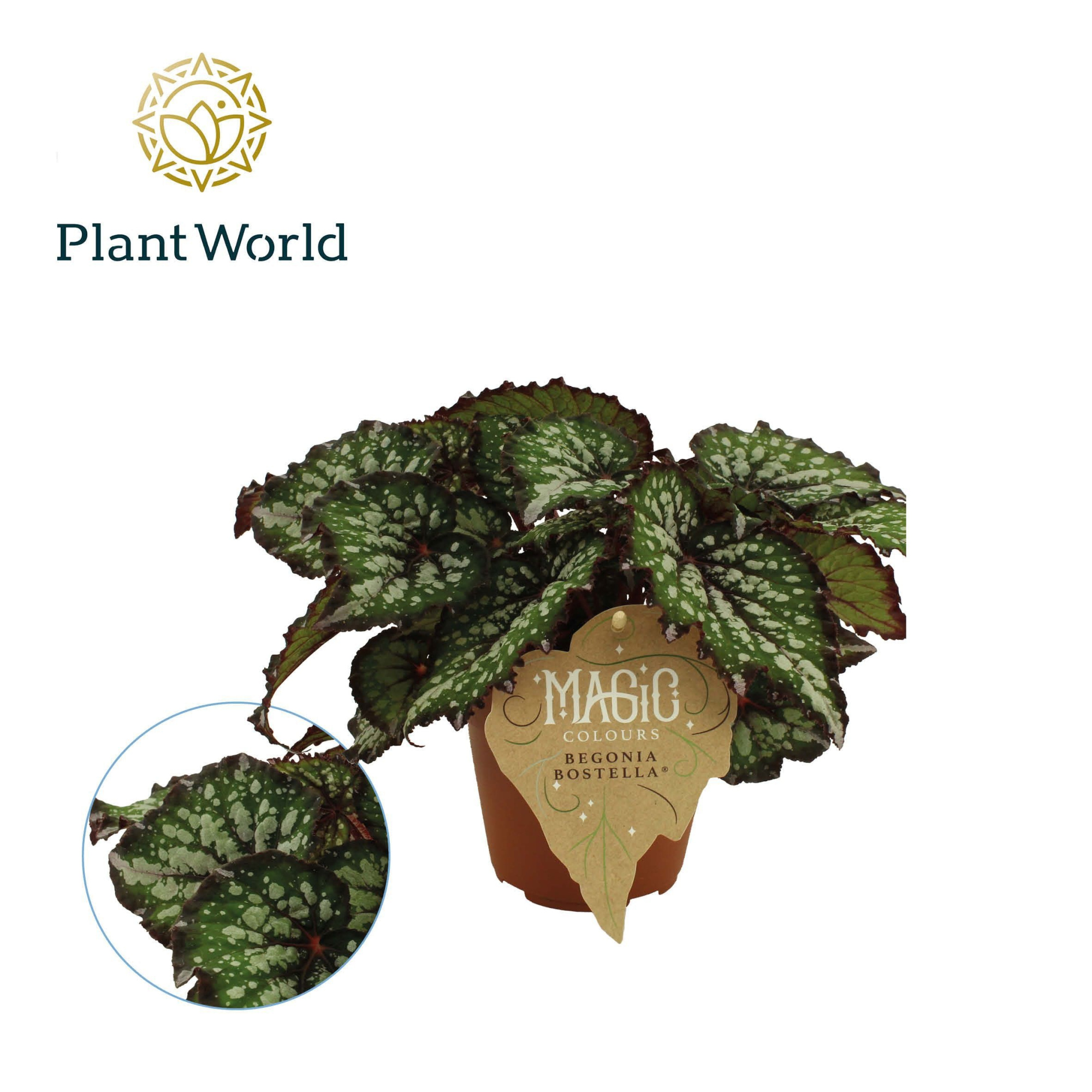 Begonia rex Bostella, D 12 cm