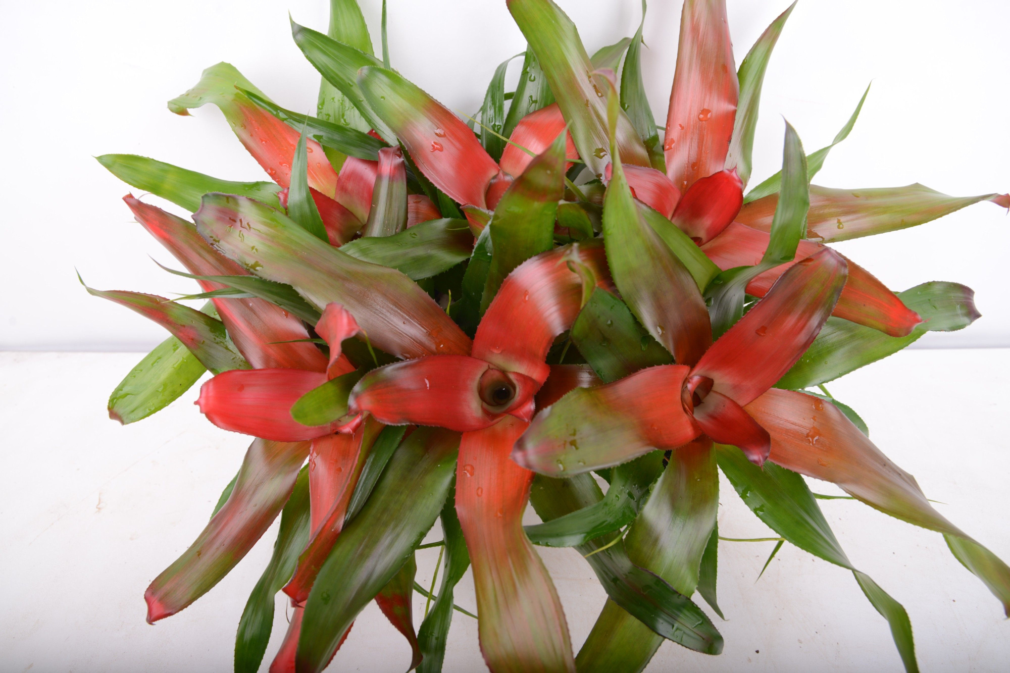 neoregelia caroline, D 9 cm