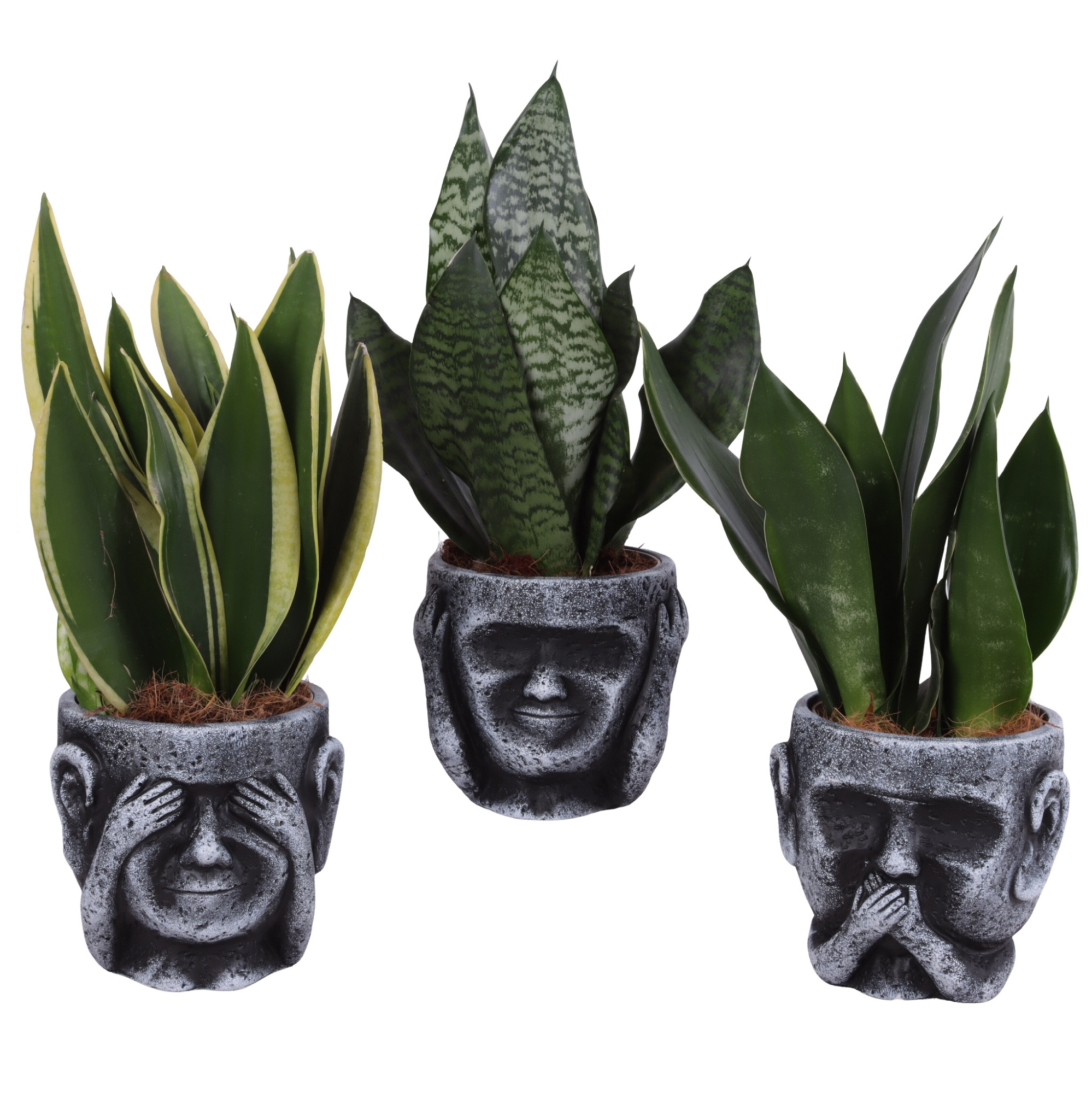 Sansevieria mix Ø12cm in Ceramic pot Ø15cm, D 15