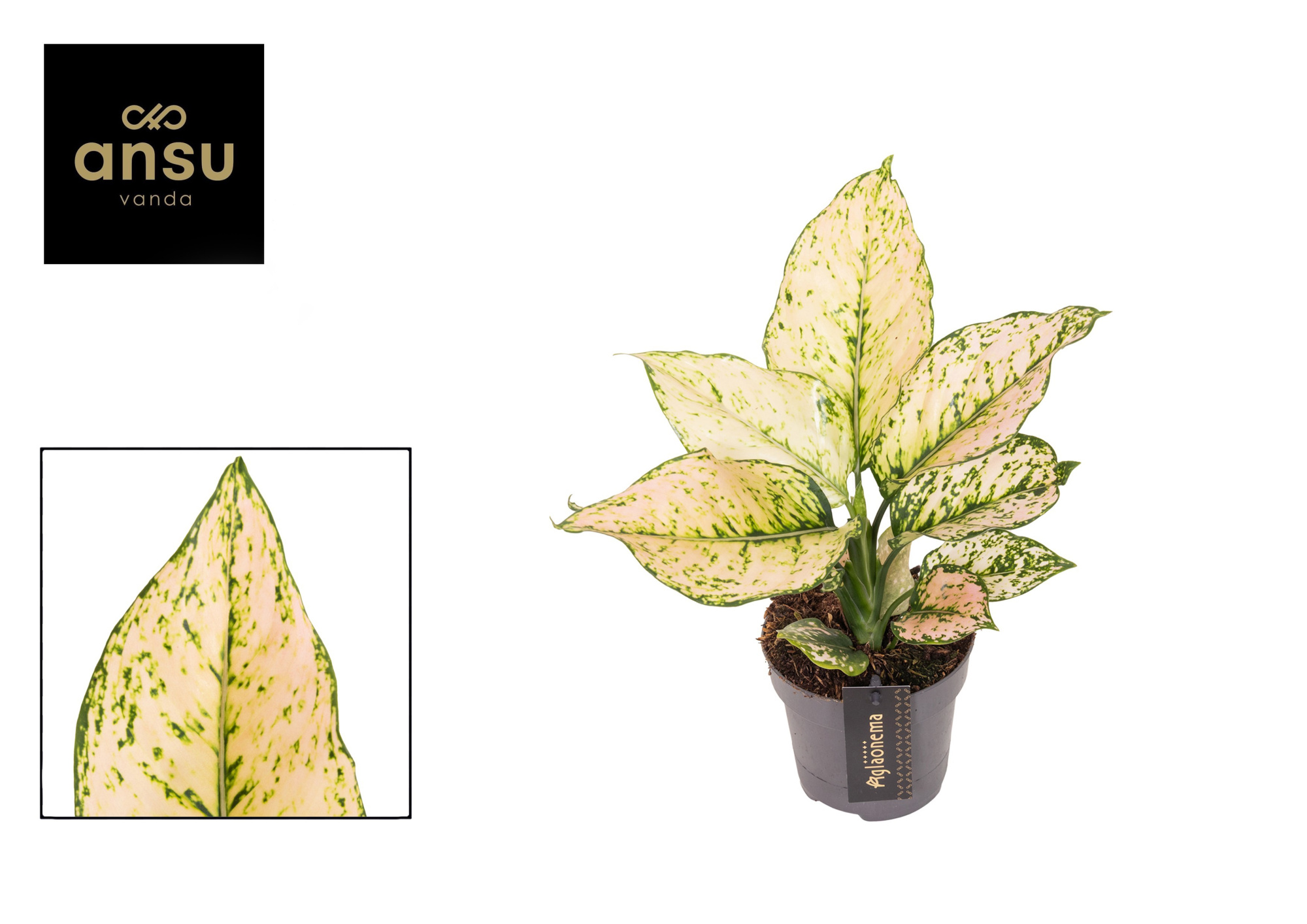 Aglaonema Pink Buttercup, D 12